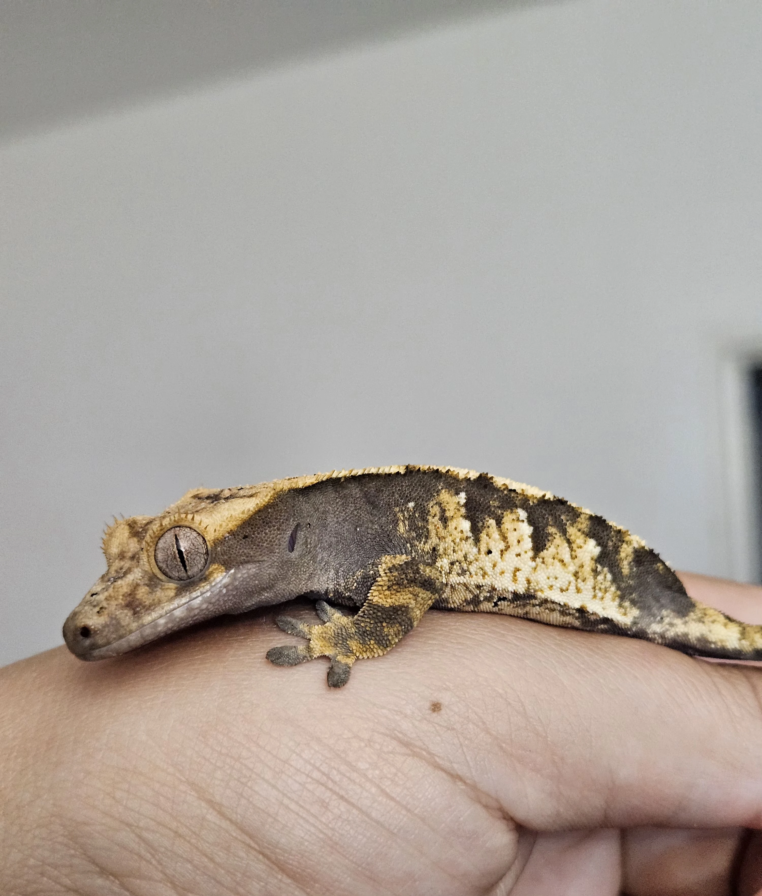 Pagekon řasnatý/Correlophus ciliatus