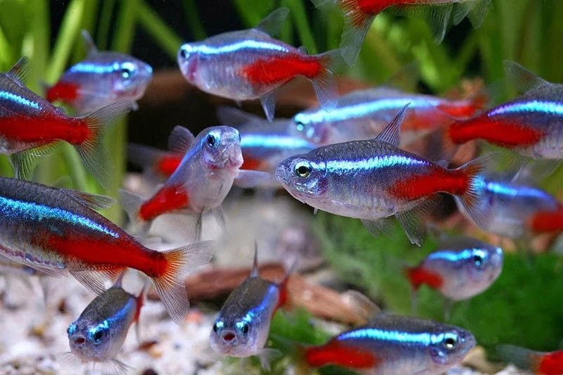 Neonky - Paracheirodon innesi (Neon Tetra)