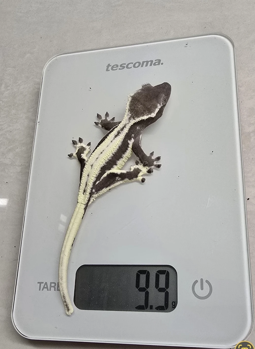 Prodám pagekony