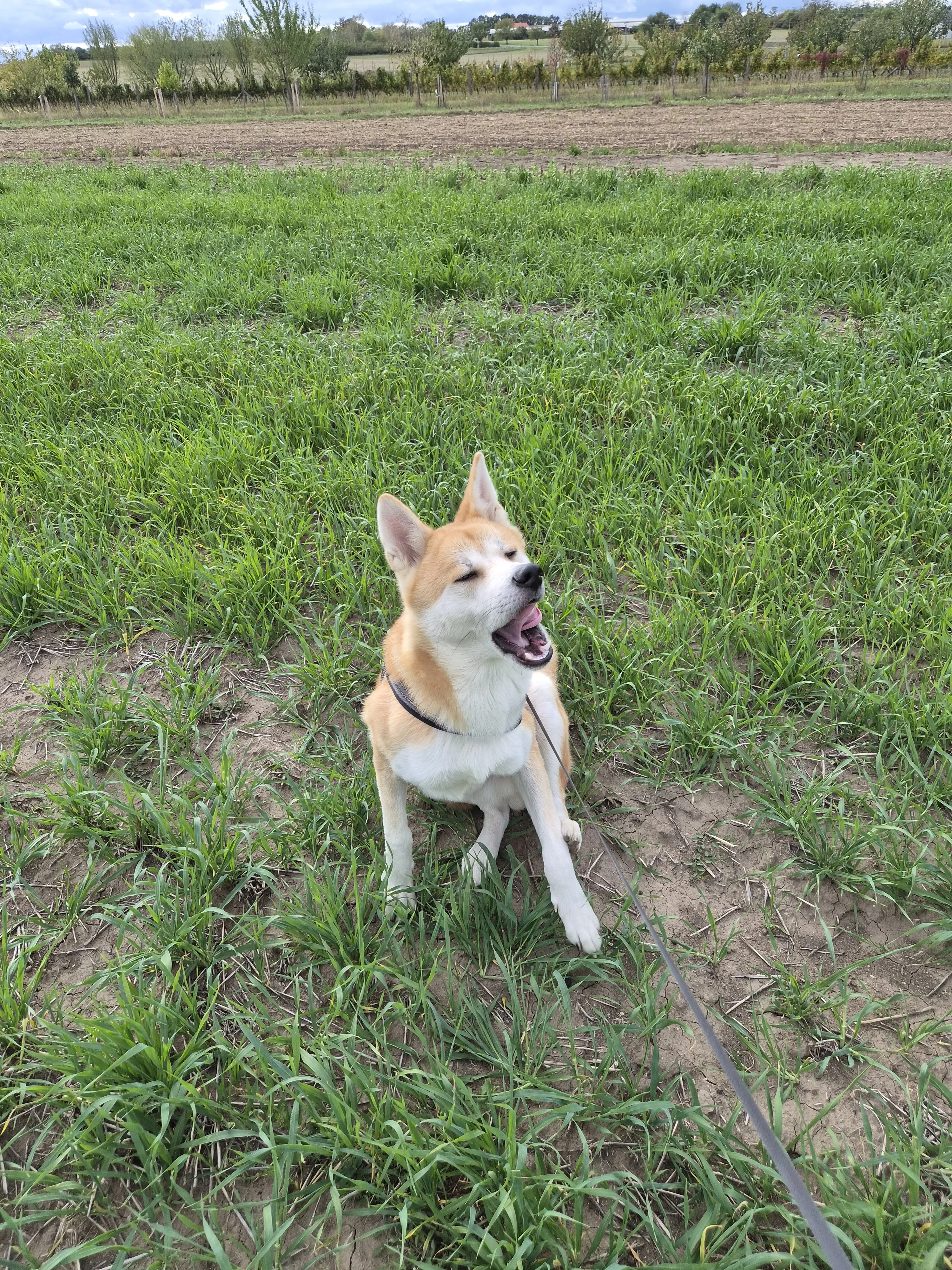 10 měsíců staré štěně rasy Akita Inu