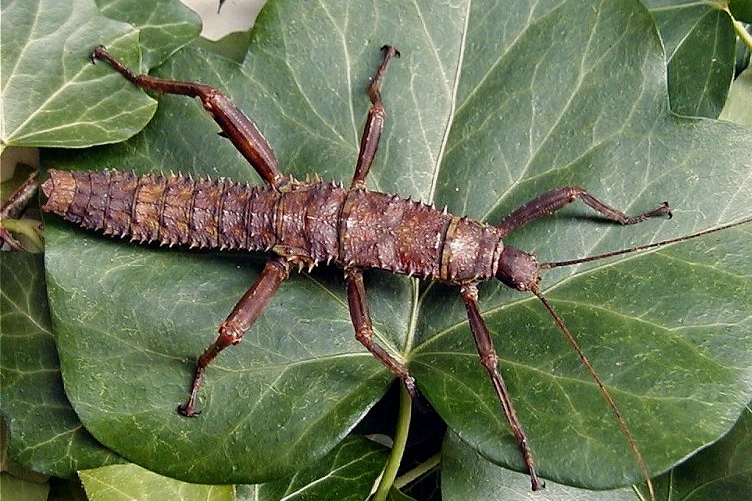 Strašilka ostruhatá (Eurycantha calcarata)