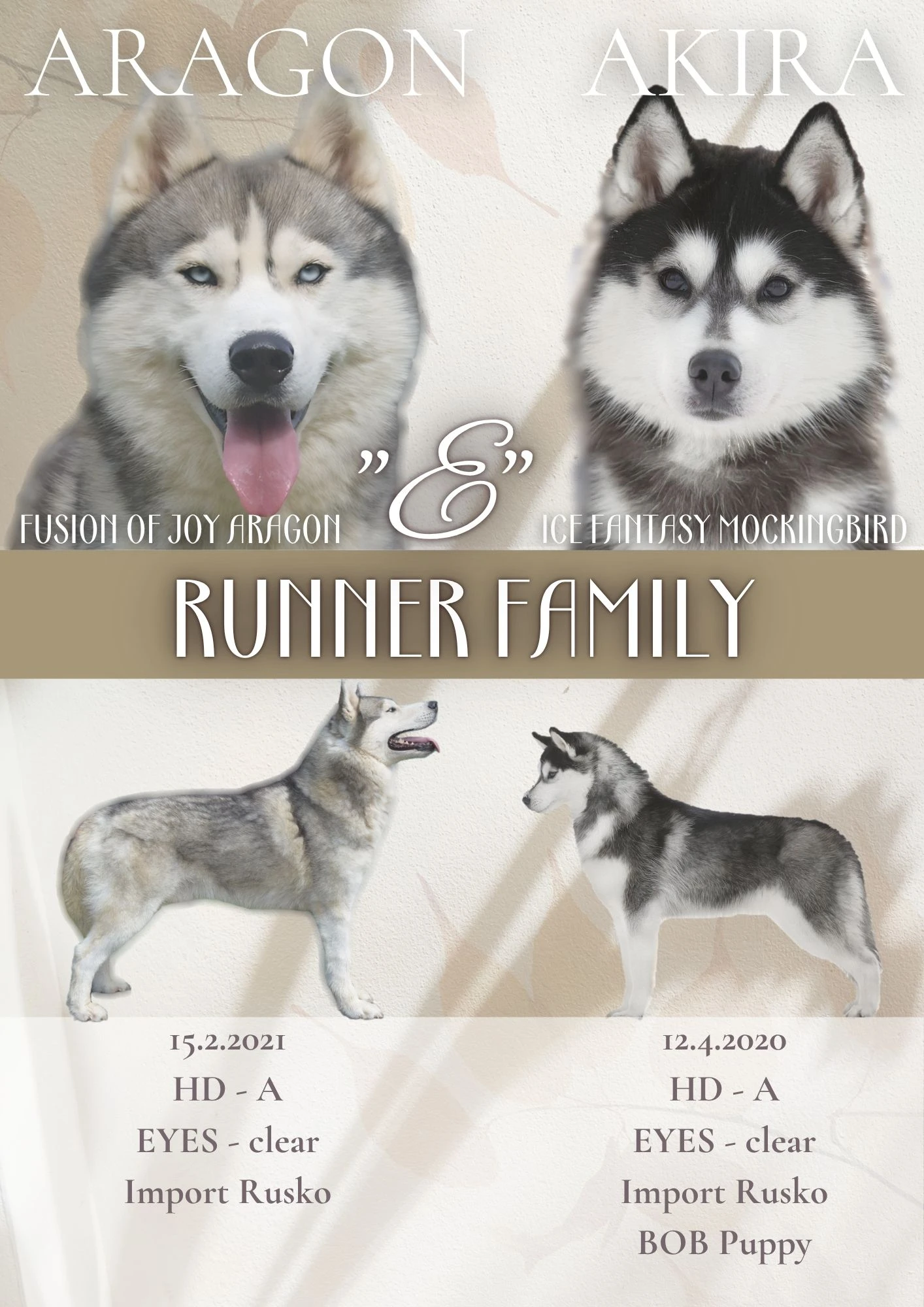 Sibiřský husky