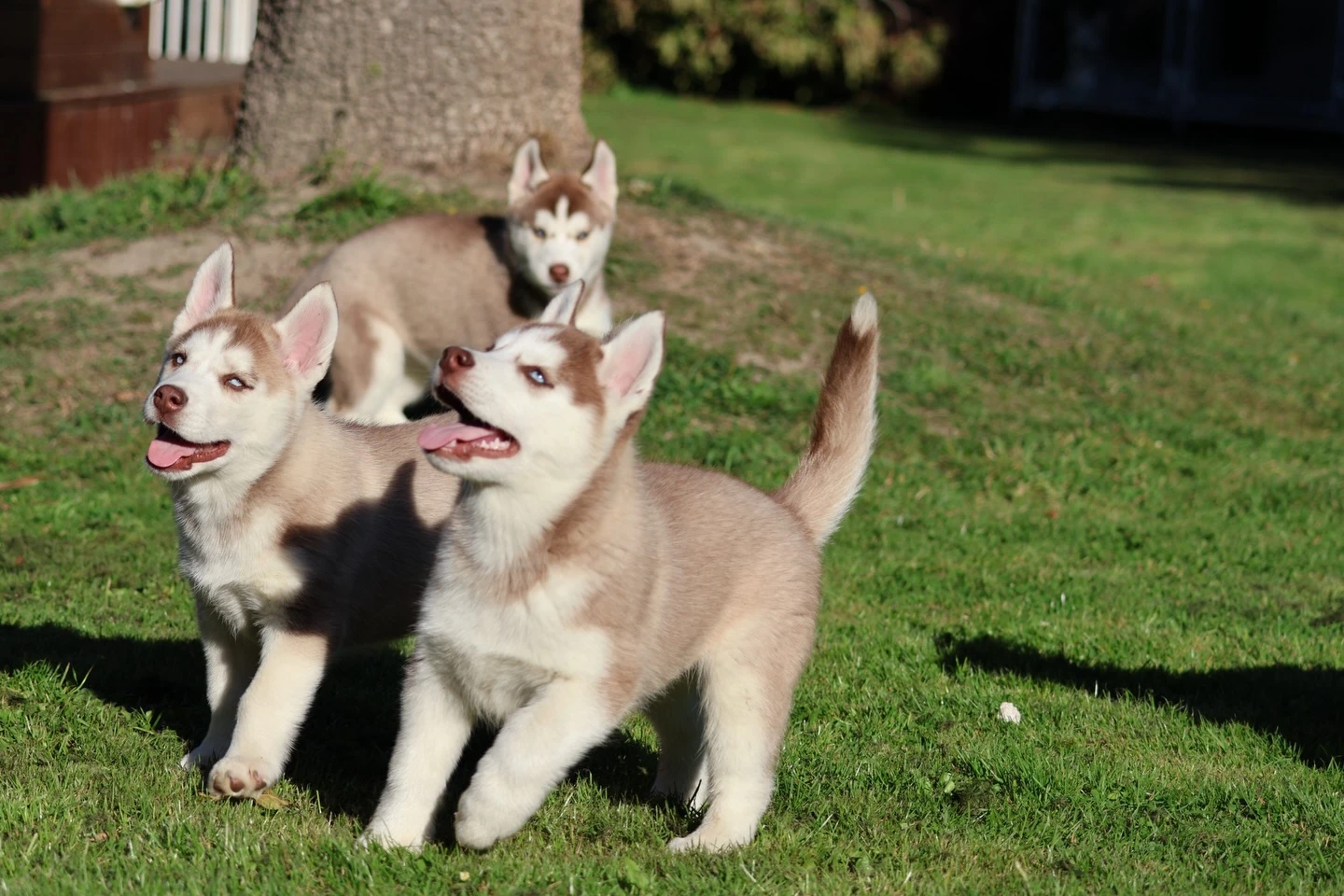 Štěňátka husky