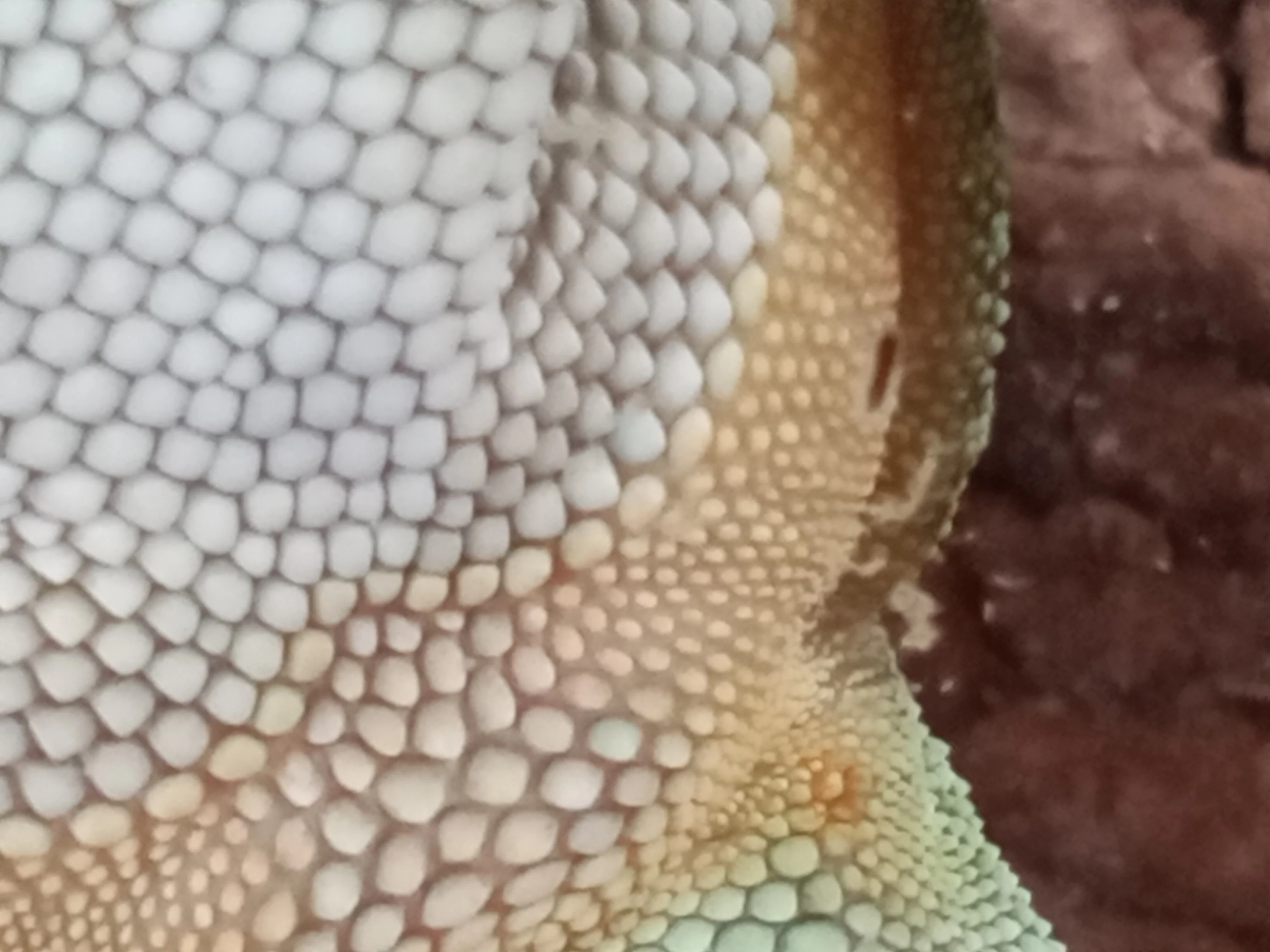 Phelsuma grandis 0,1CB