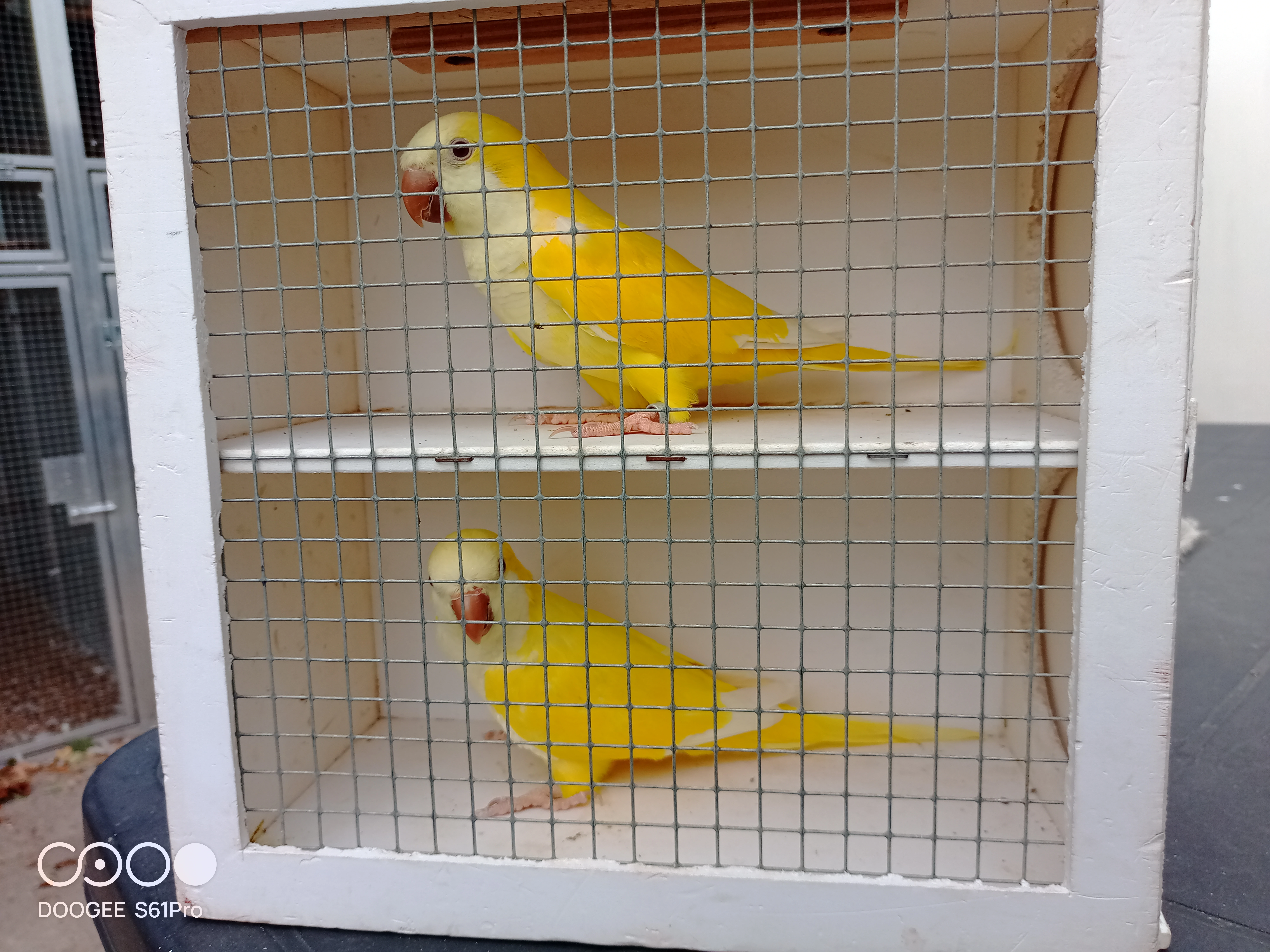 Mníšek šedý - recesivní ino - koupím