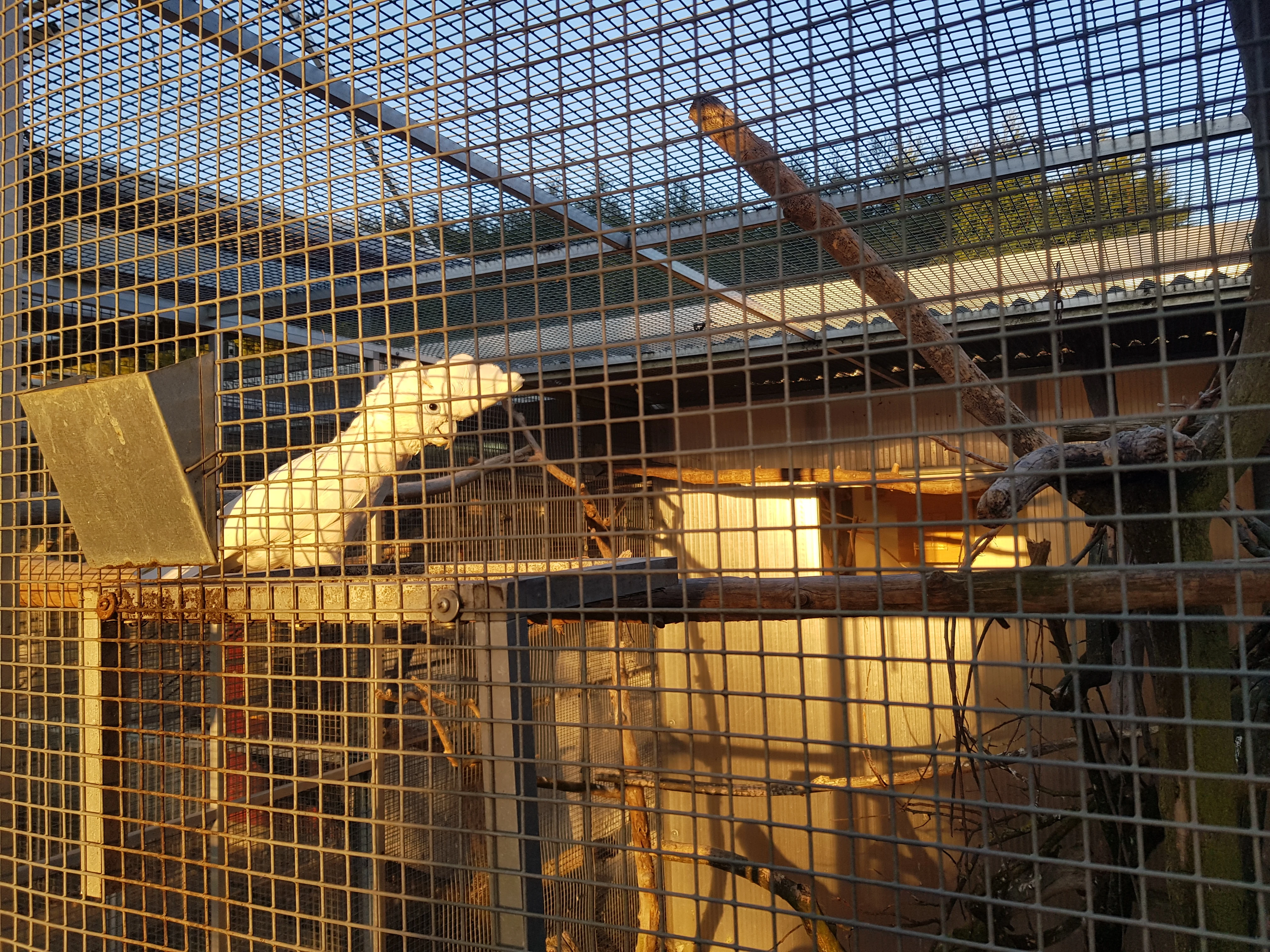 Prodám 1,0 kakadu šalamounský