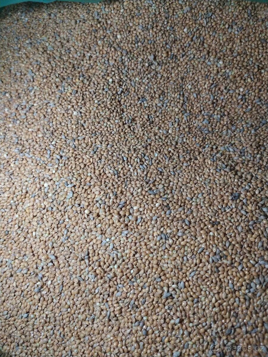 Proso/oves letošní úroda - doprodej