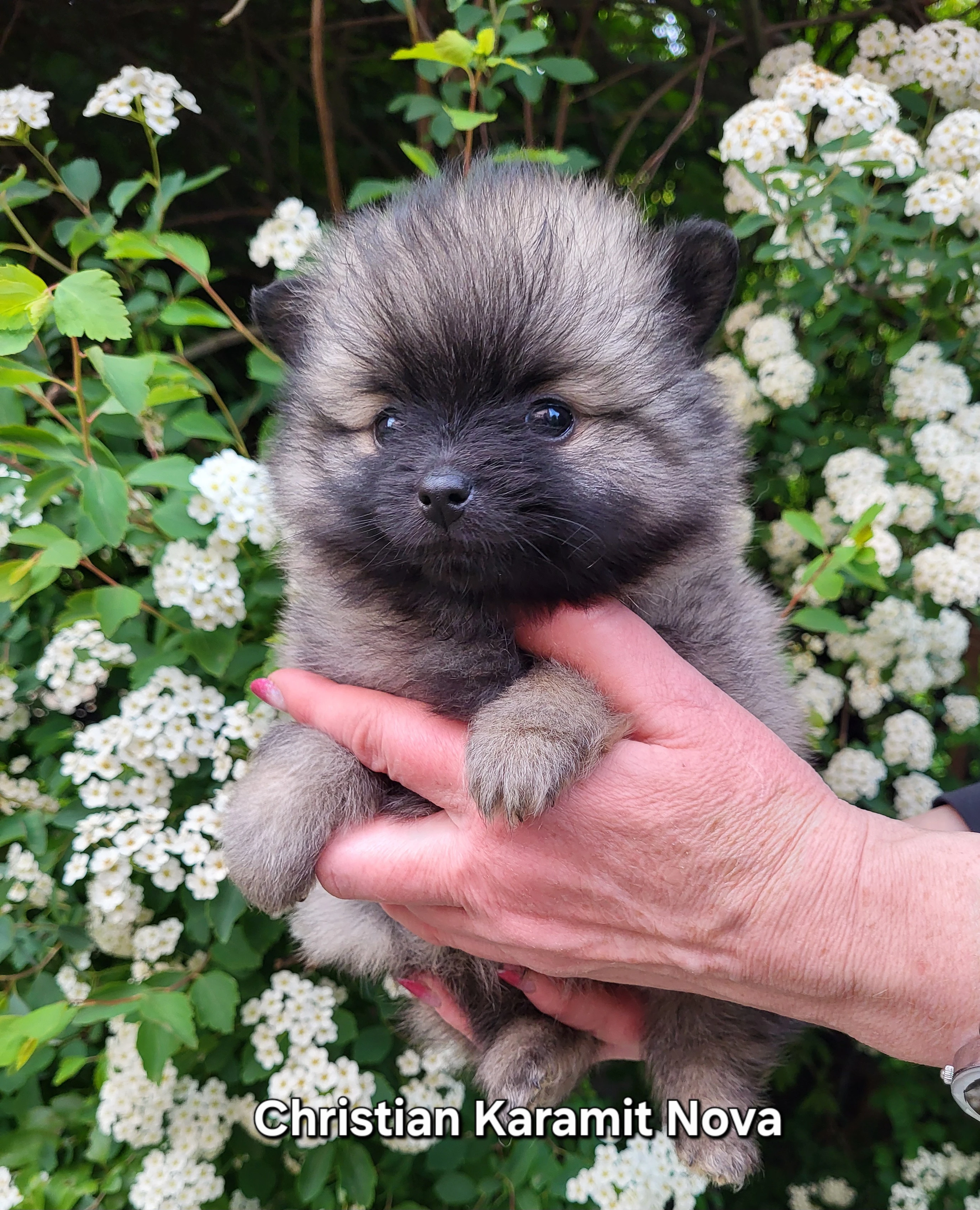 Německý špic malý štěňátka s PP FCI