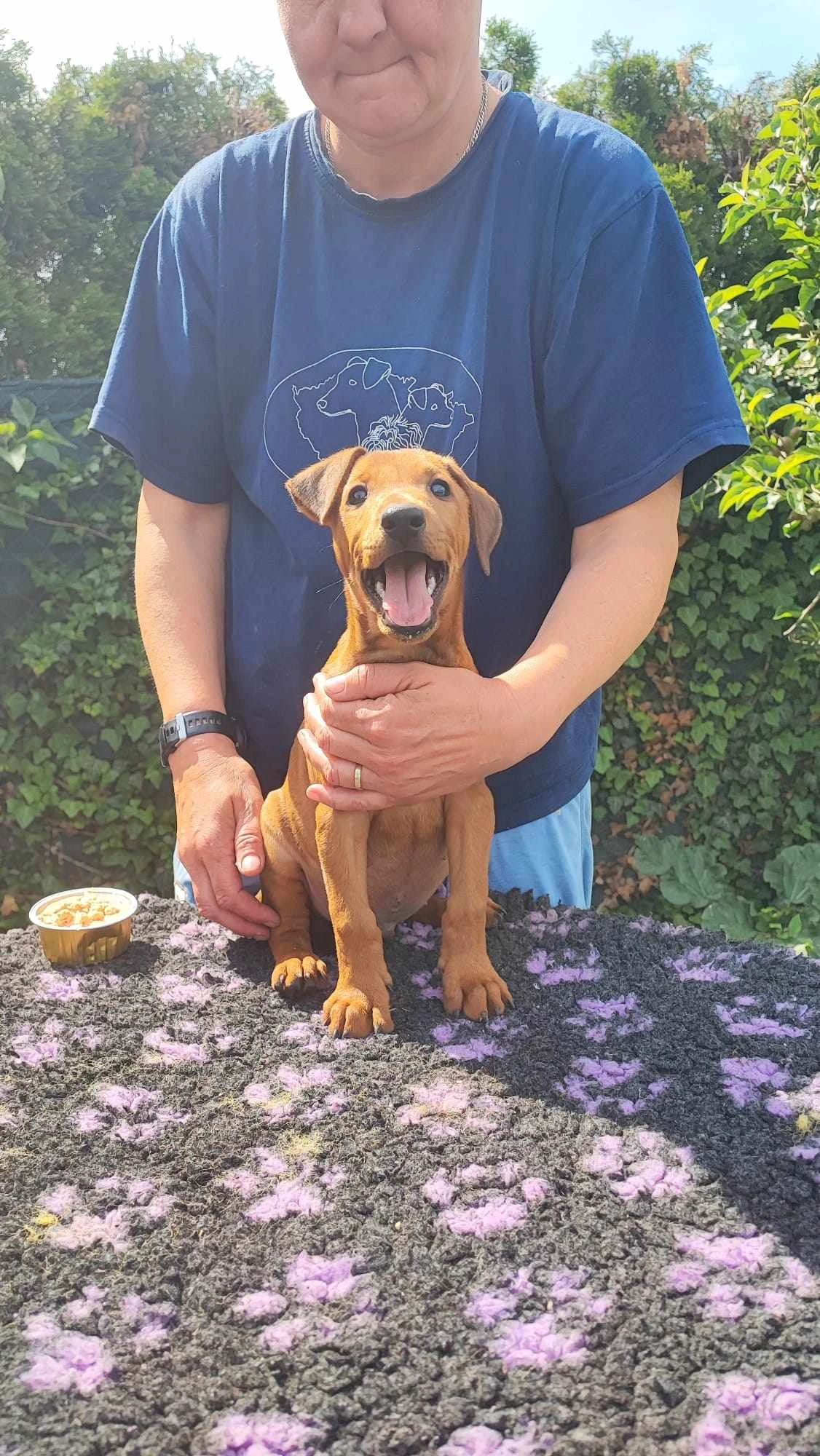 Německý pinč s PP FCI