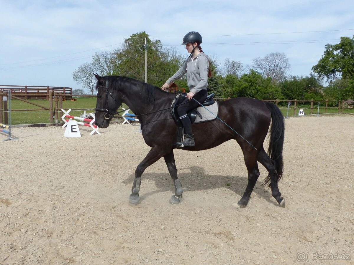 Rodinný kůň, 11 let