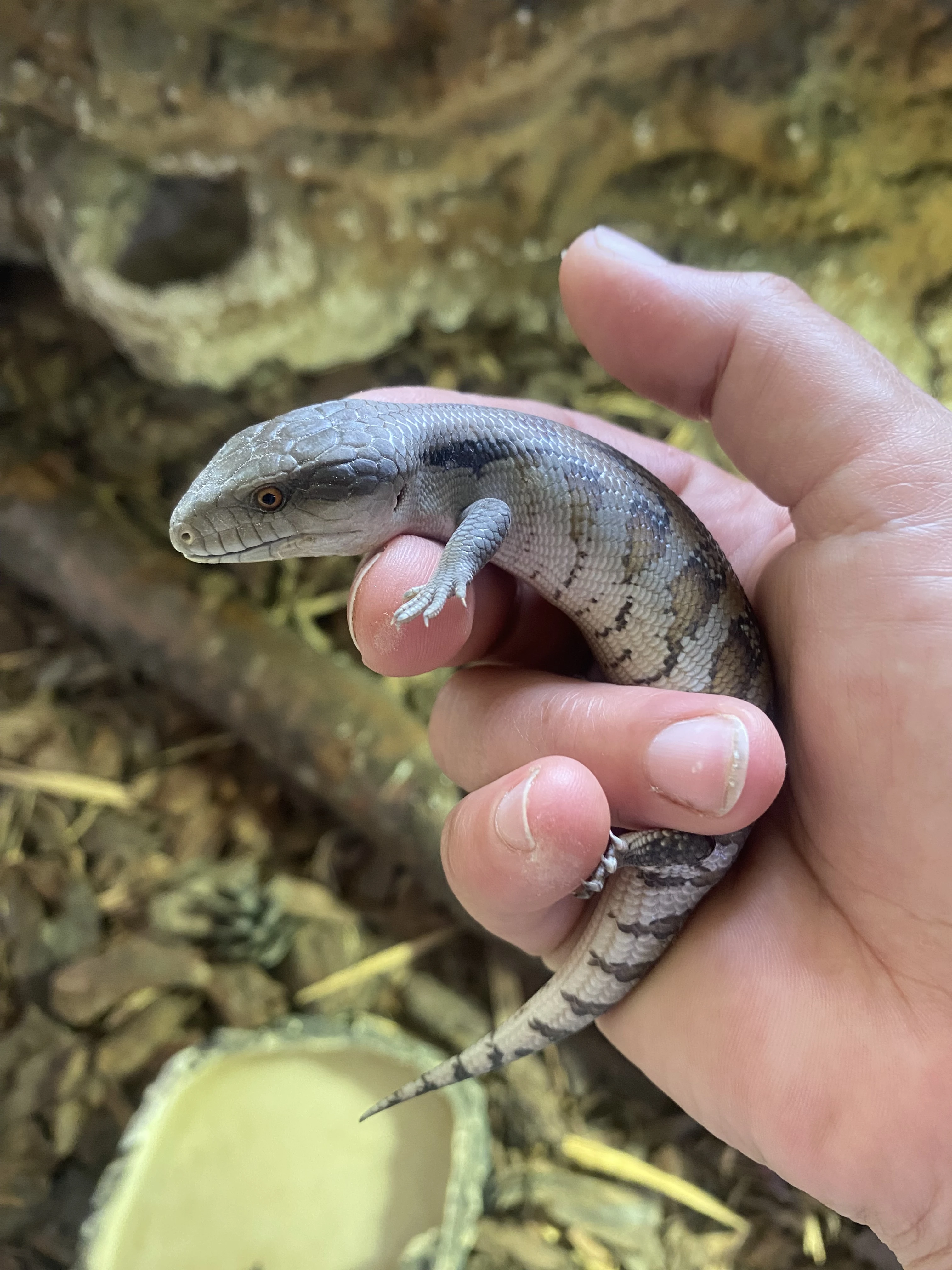 Tiliqua scincoides scincoides