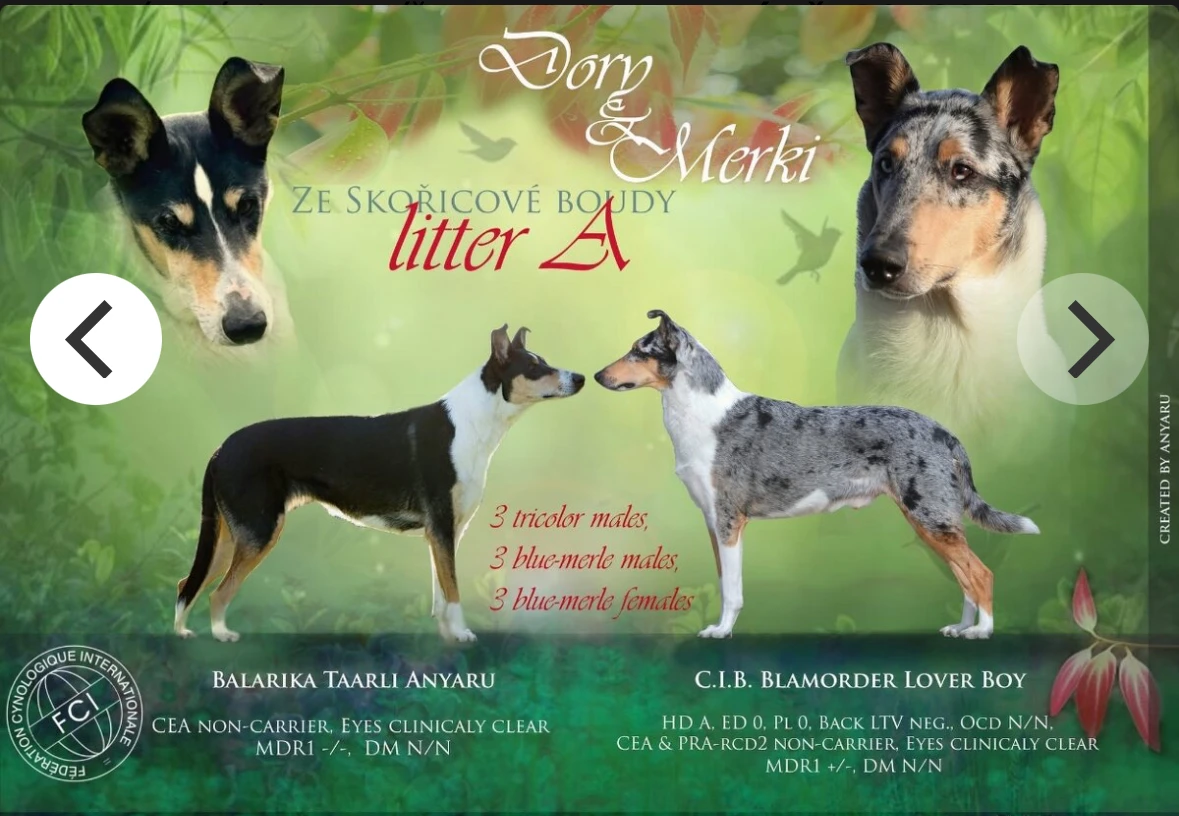 Štěňátka krátkosrsté kolie