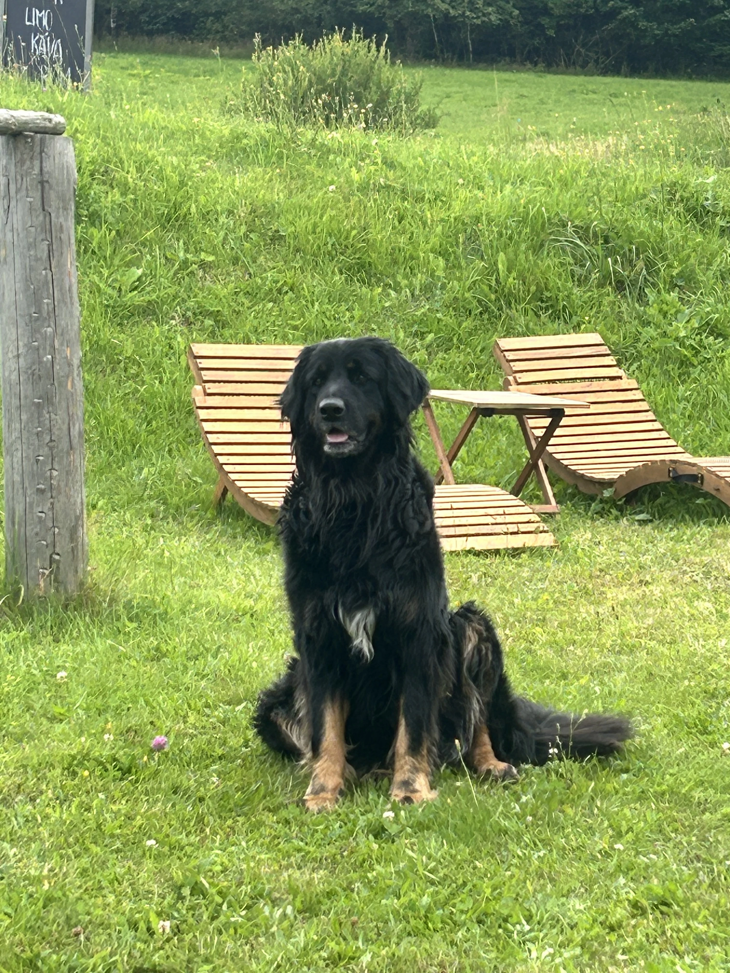 Štěnata Hovawart s PP