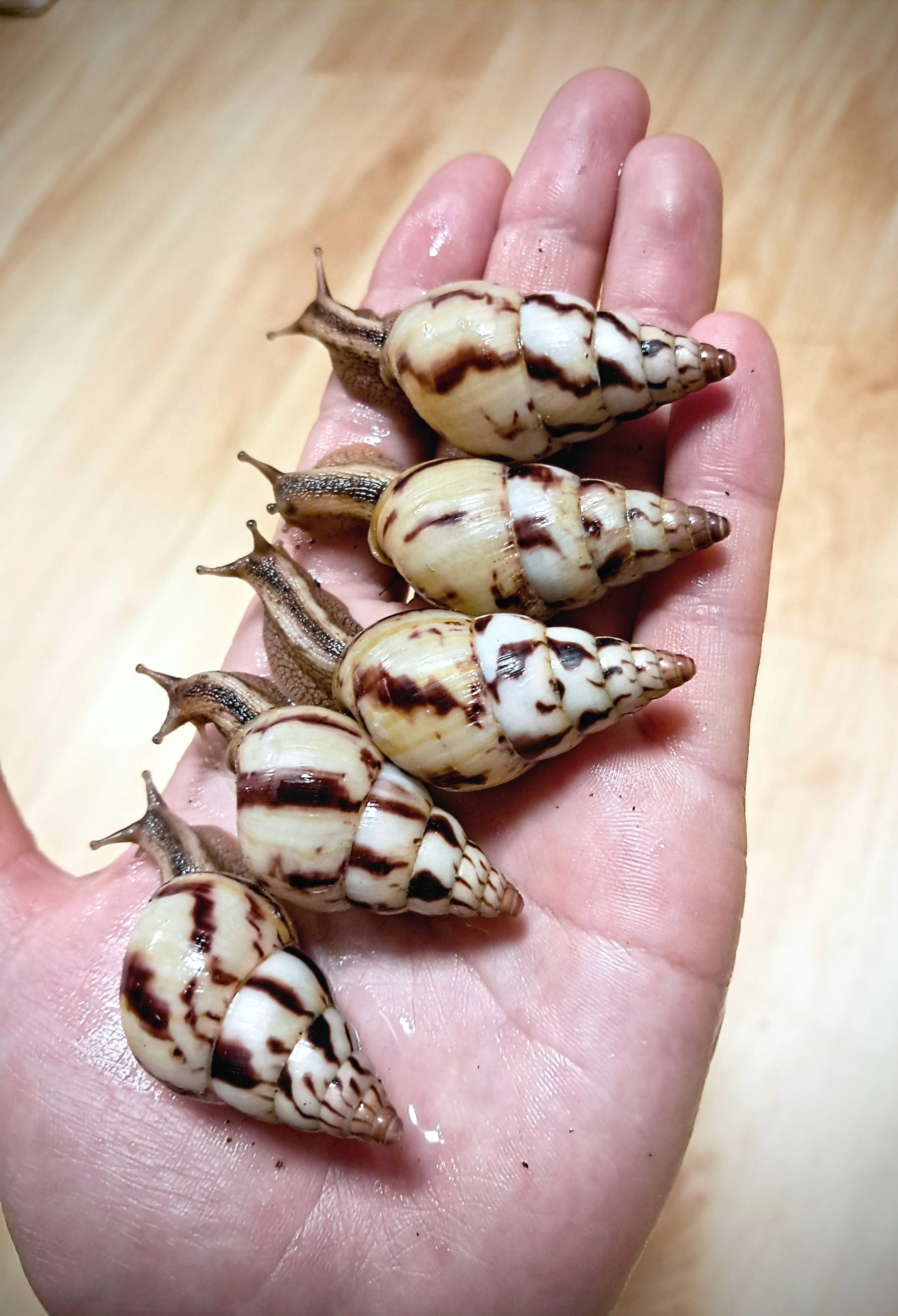 Limicolaria agathina Nigeria