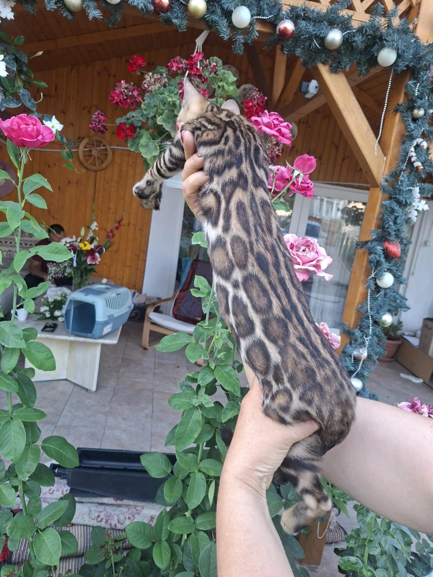 Výjimečné bengálské kočky