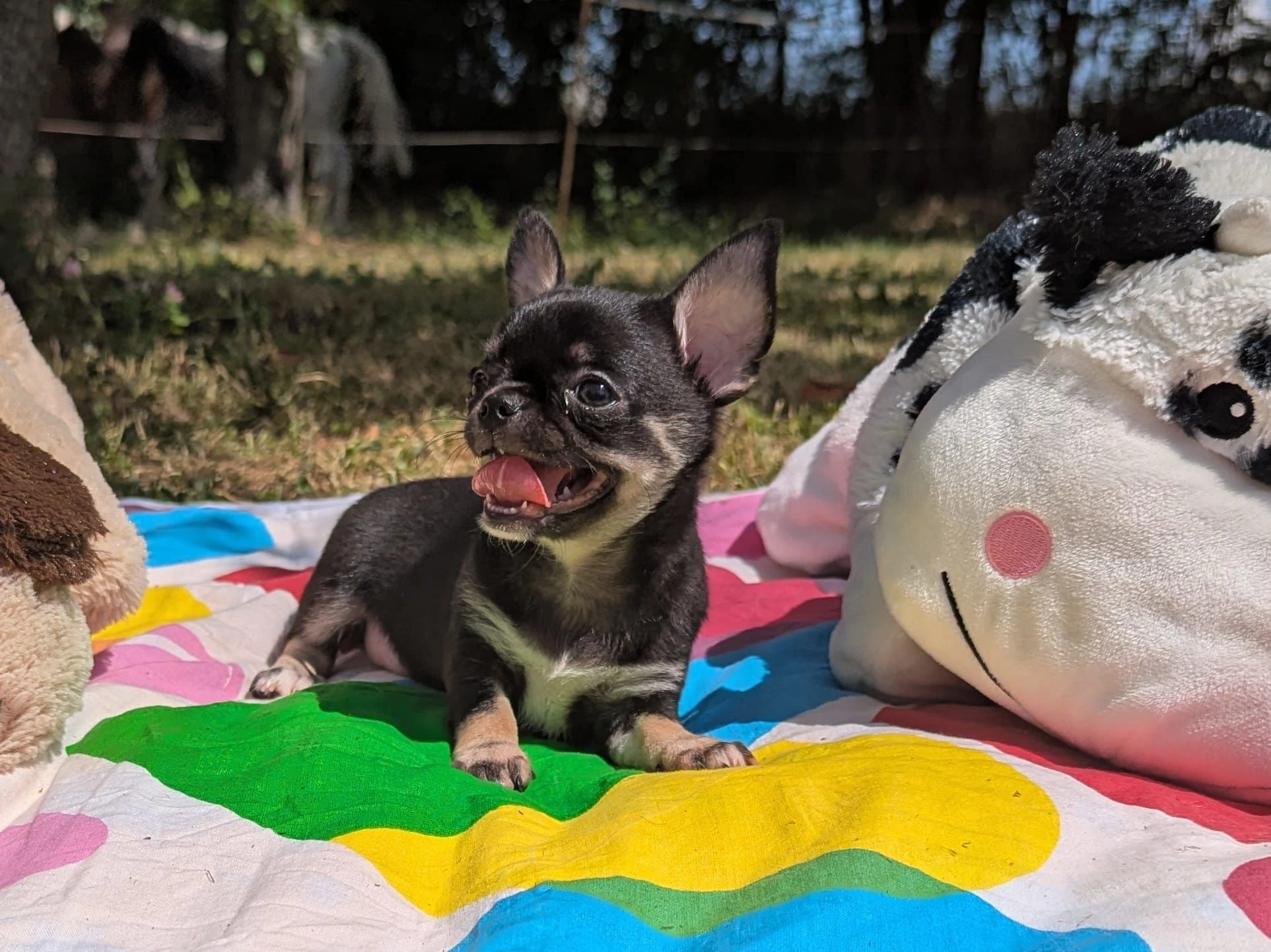 Černá krátkosrtá fenkačivavy