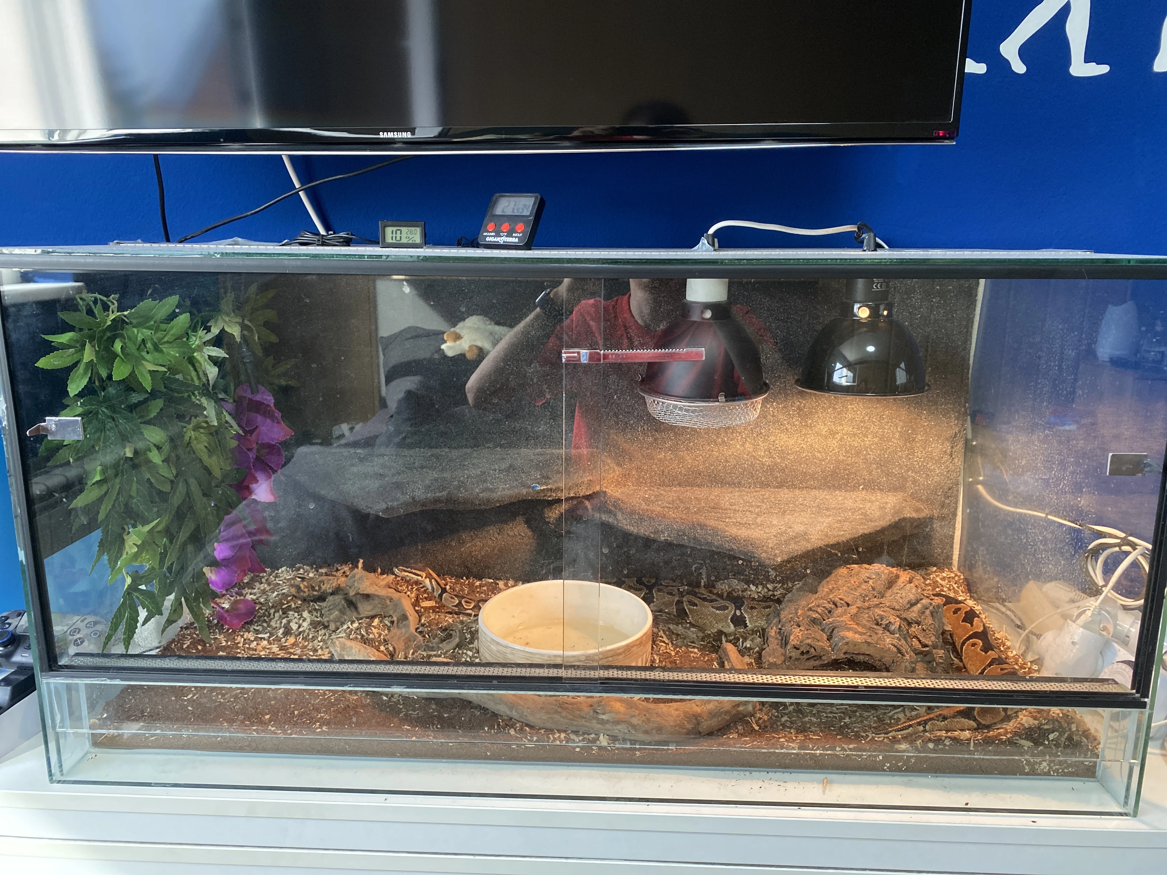 Prodám krajtu královskou