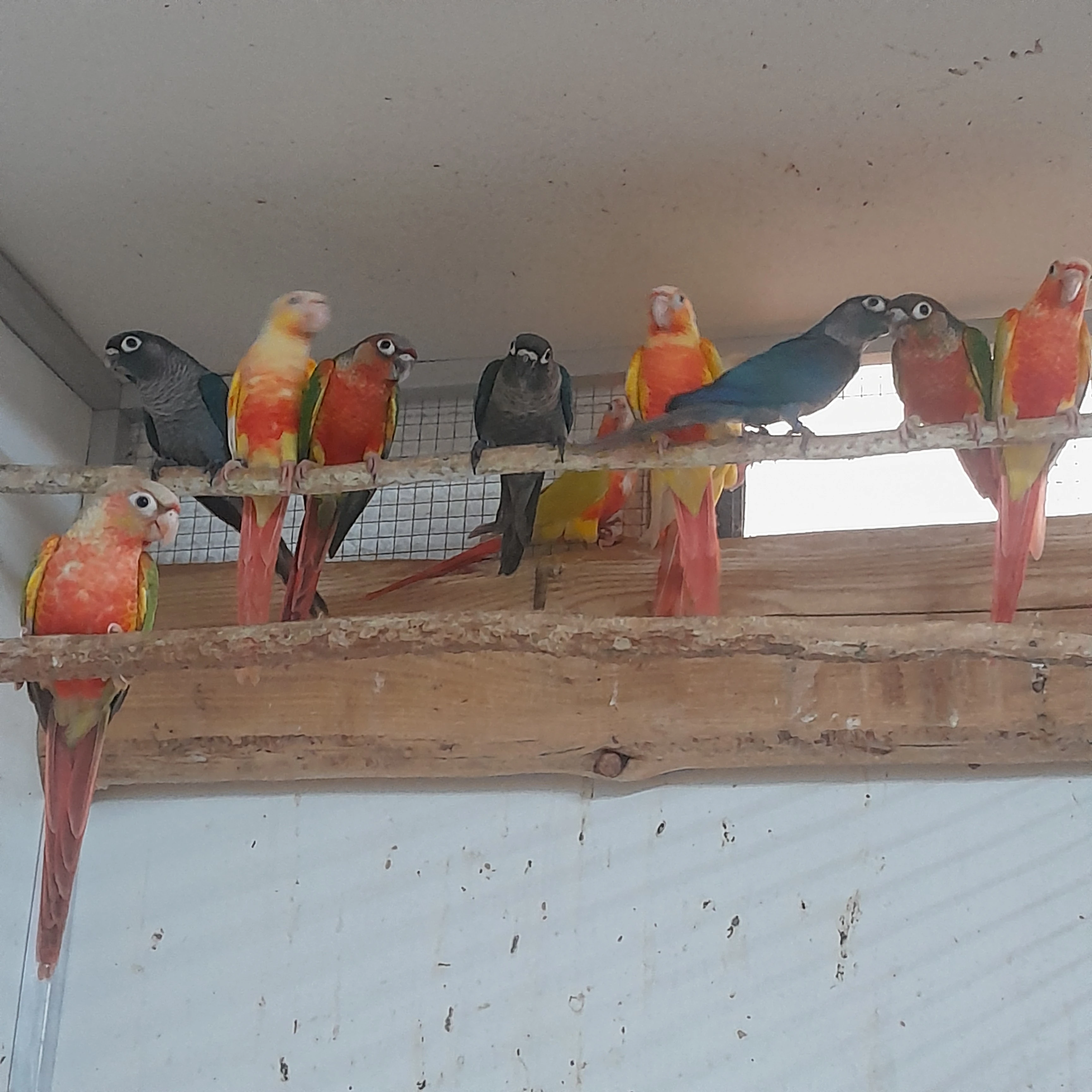 Prodám letošní odchov