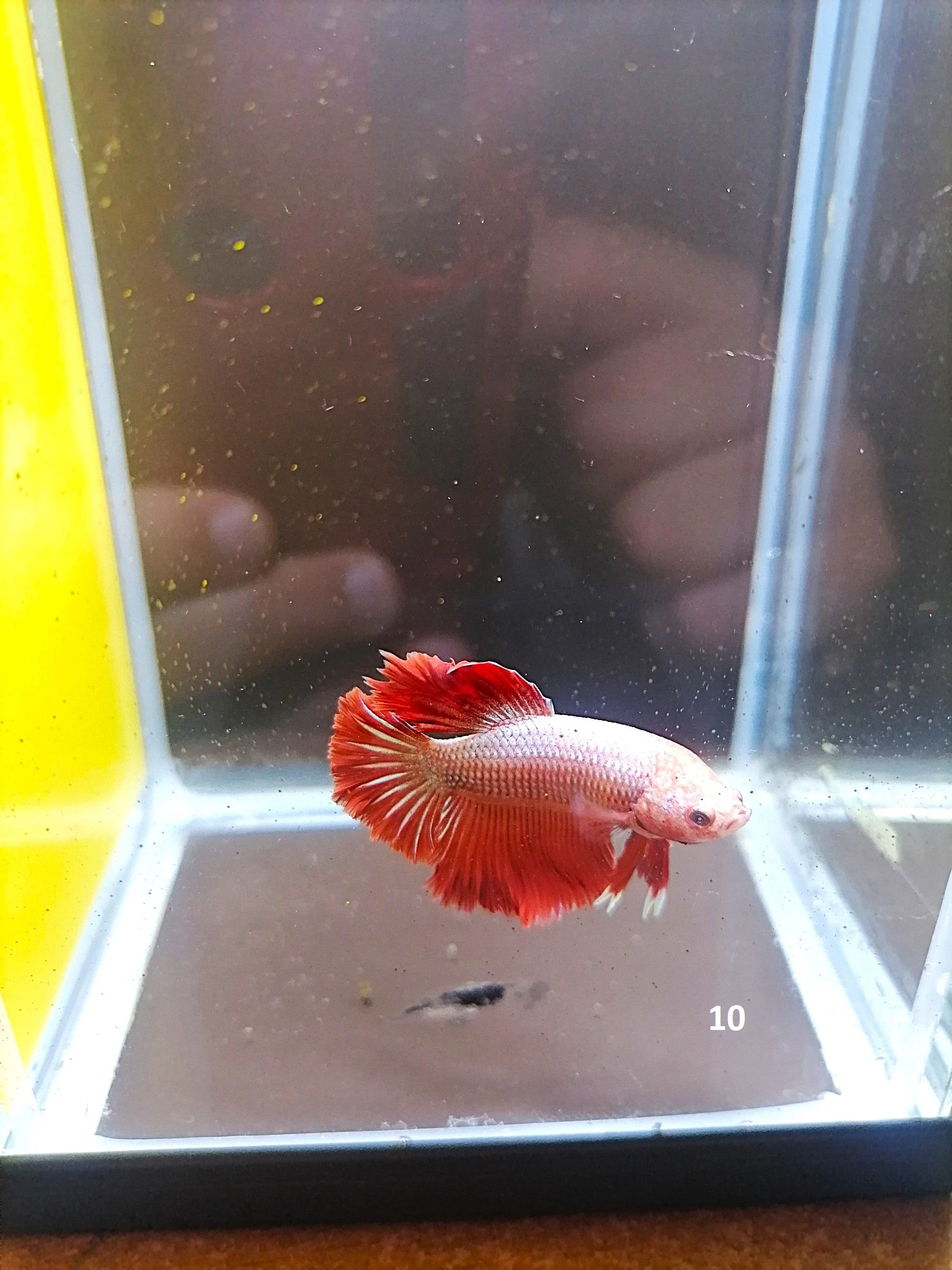Betta Splendens - odchov