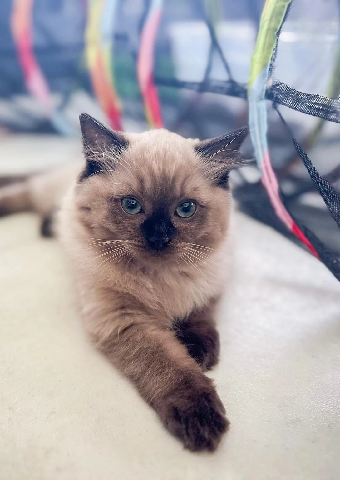 Koťátka Ragdoll