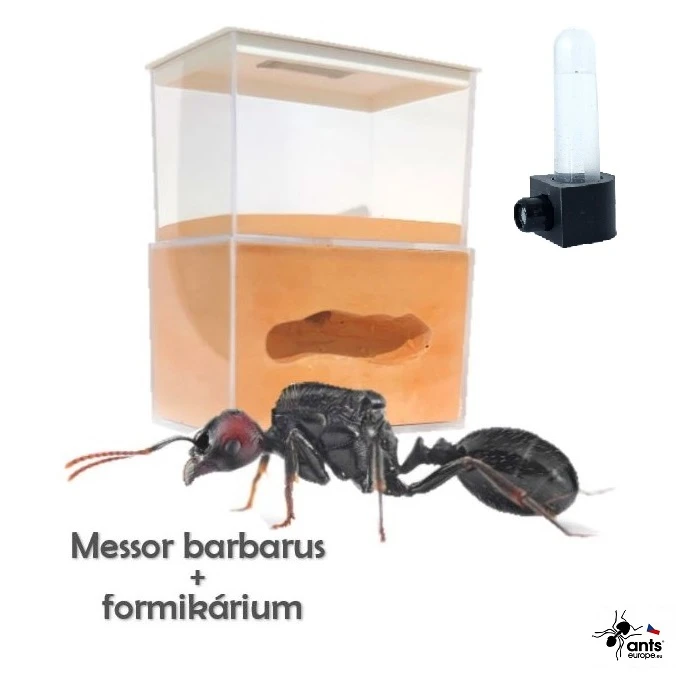 Messor barbarus + formikárium Vertical mini