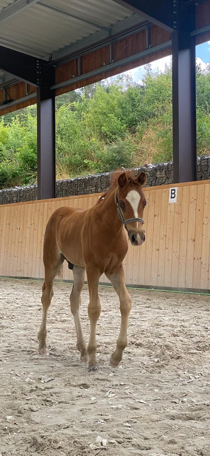 Prodám českého sportovního pony B