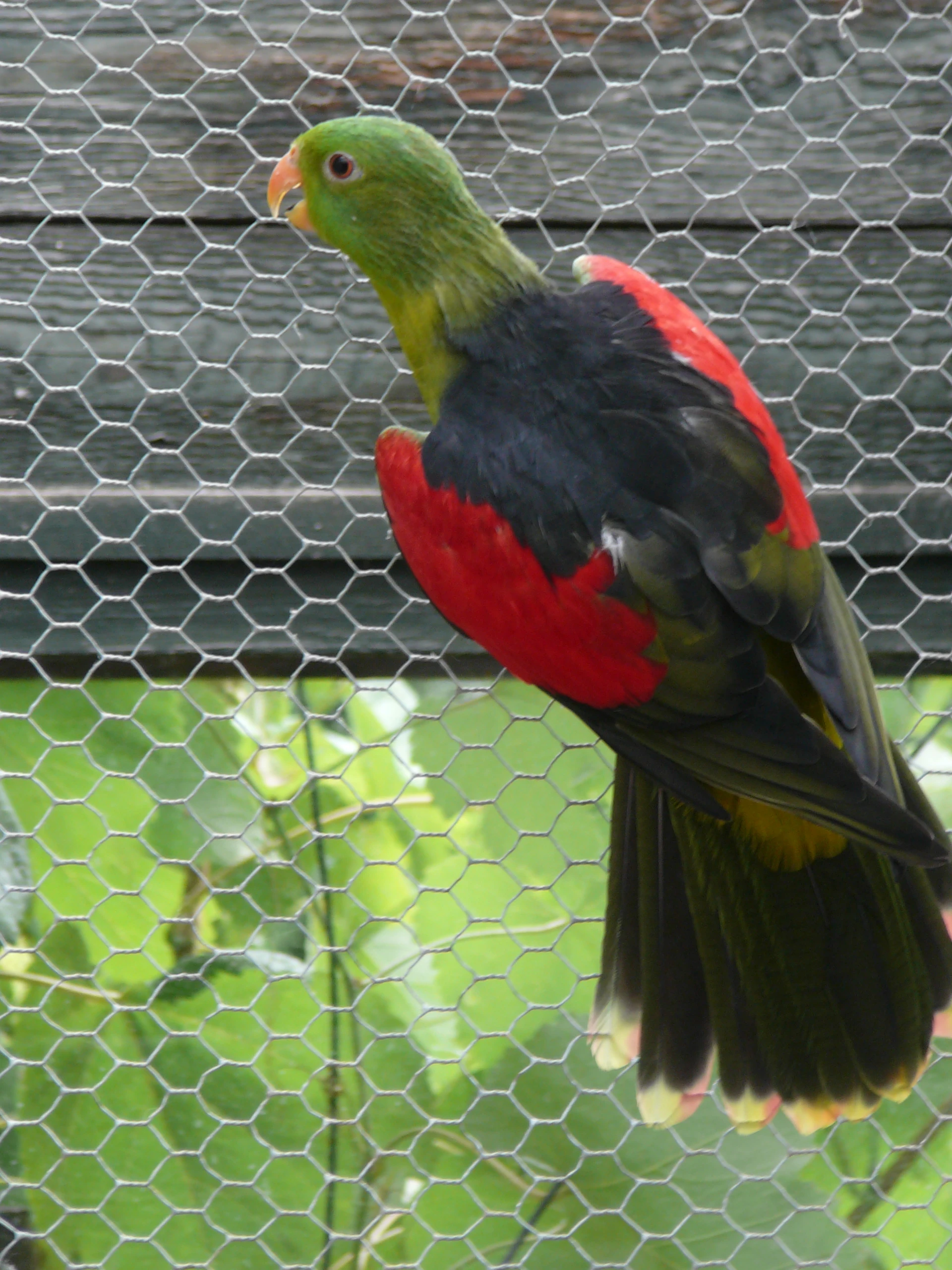 Pap.červenokřídlý šedozelený štěp.žlutou