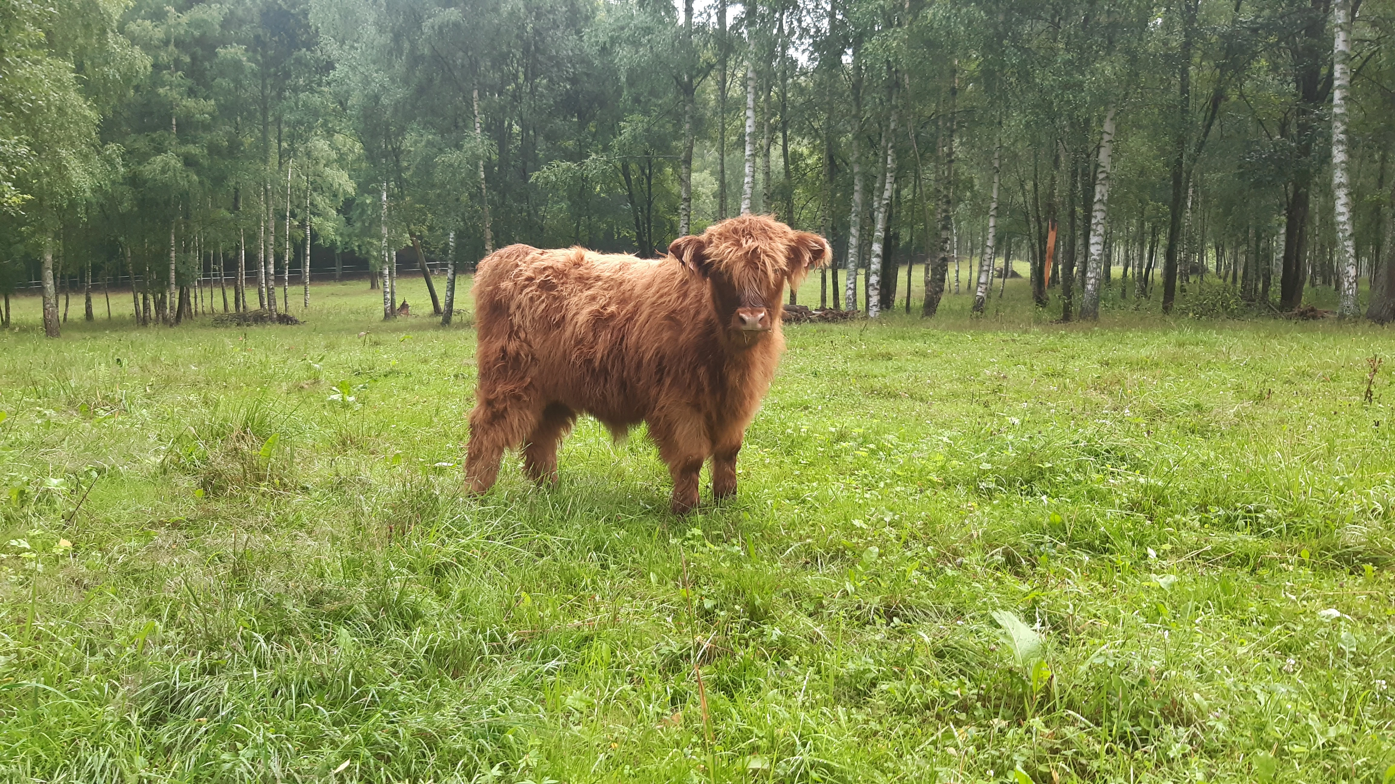 Prodám telátka Highland-Skotský náhorní skot, jalovička a dva býčci,