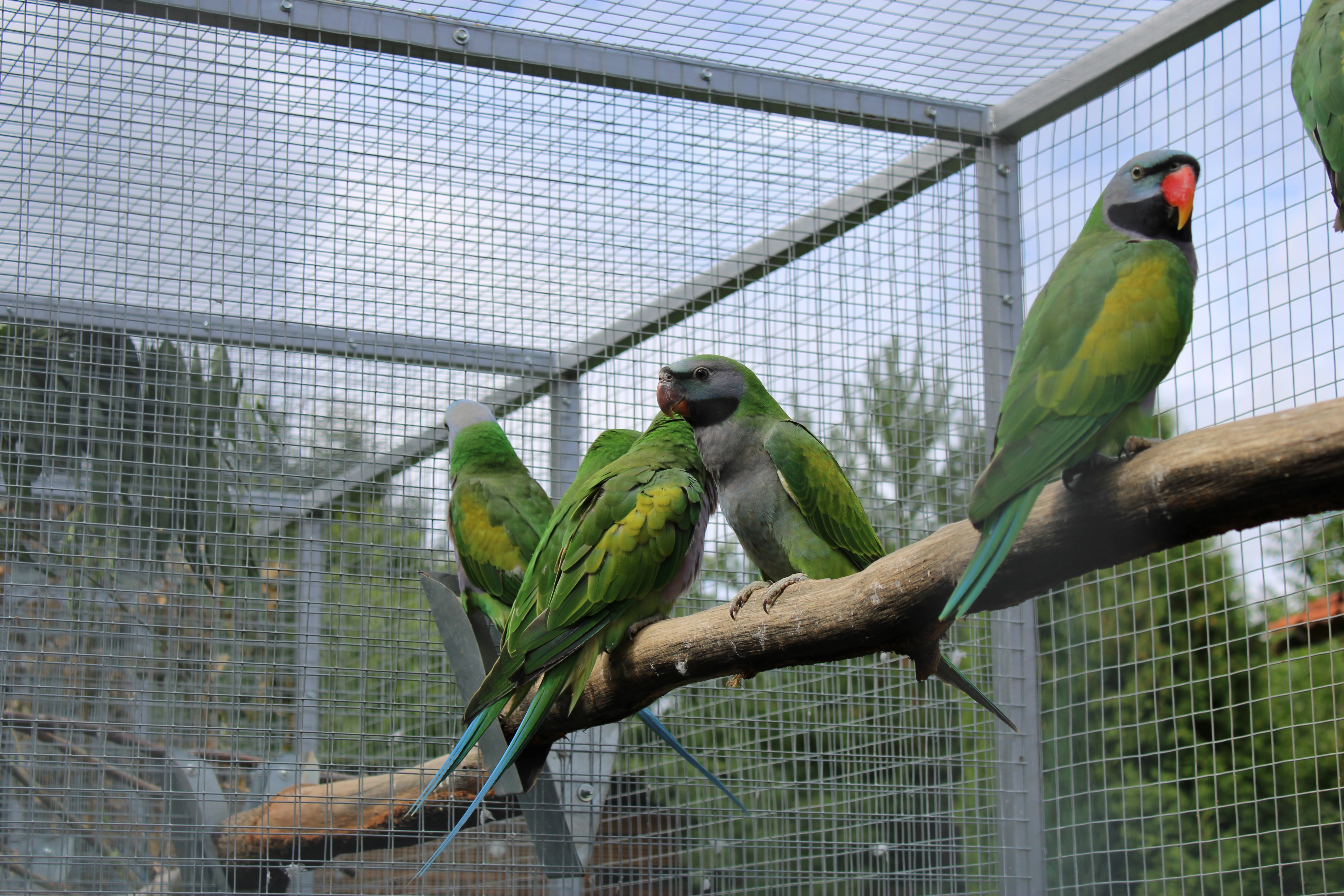 Prodám 1,2 Alexandry čínské