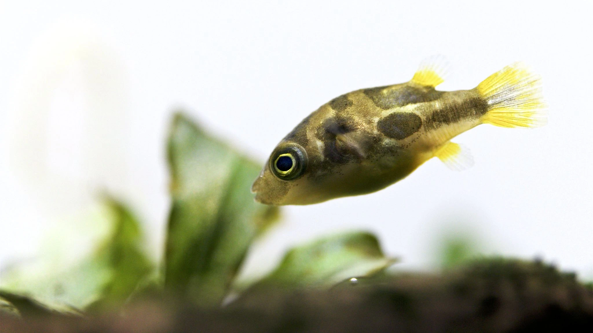 Čtverzubec trpasličí