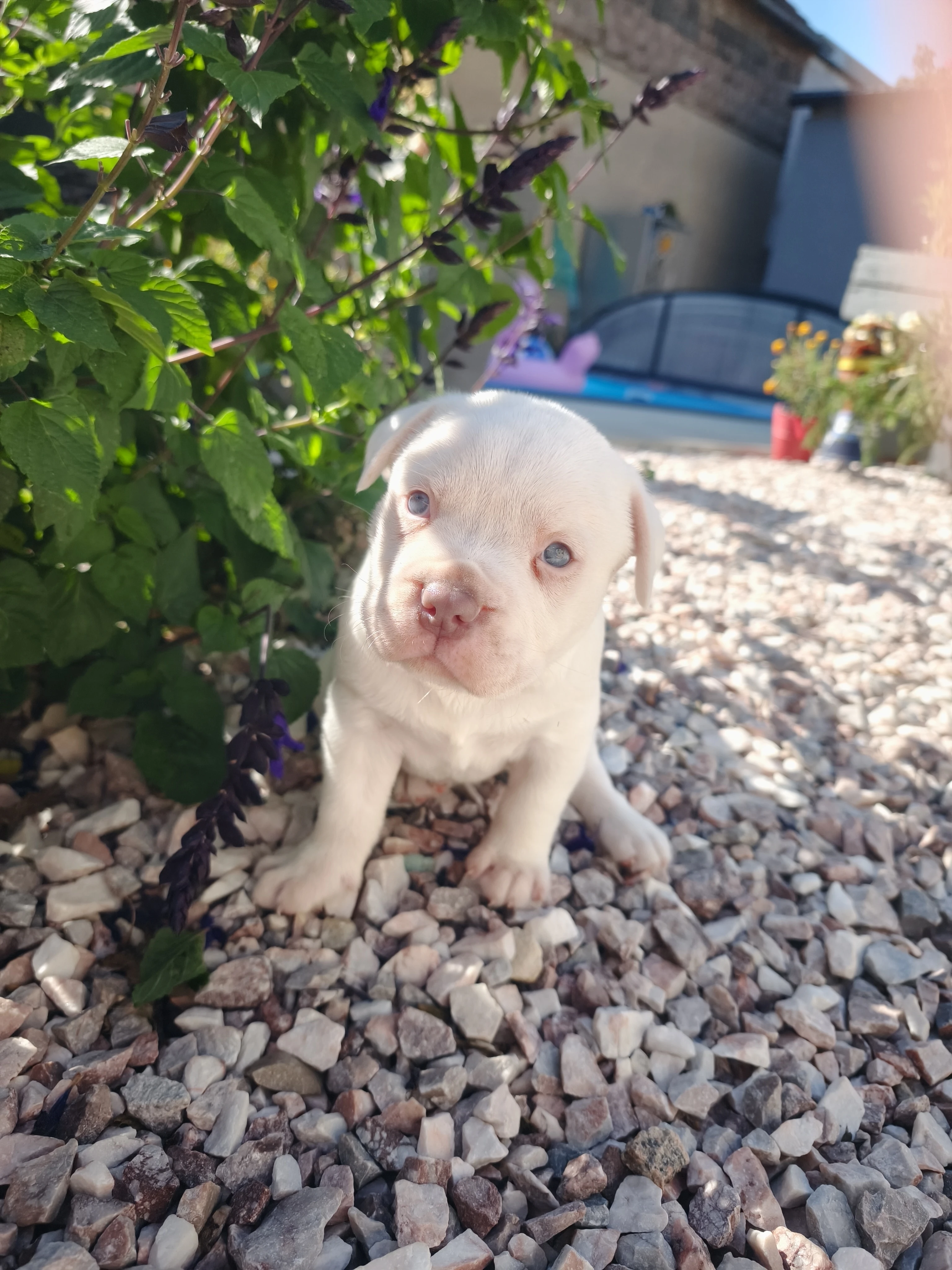 American Bully xl top Bloodline usa