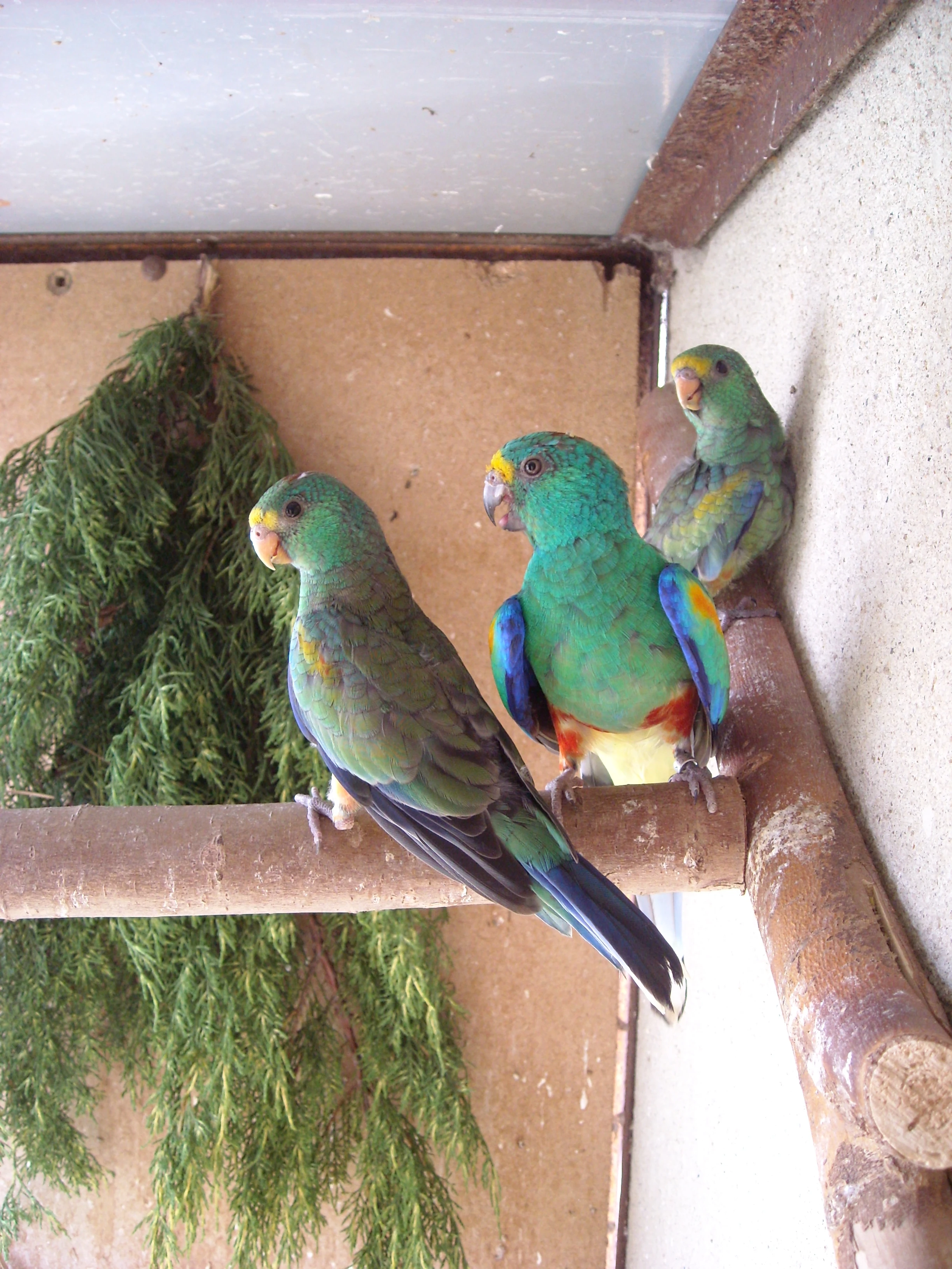 Papoušek Mnohobarvý Brno Venkov