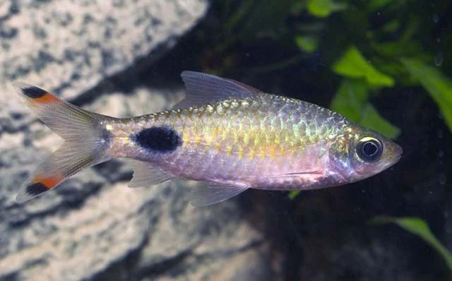 Parmička temnoskvrnná