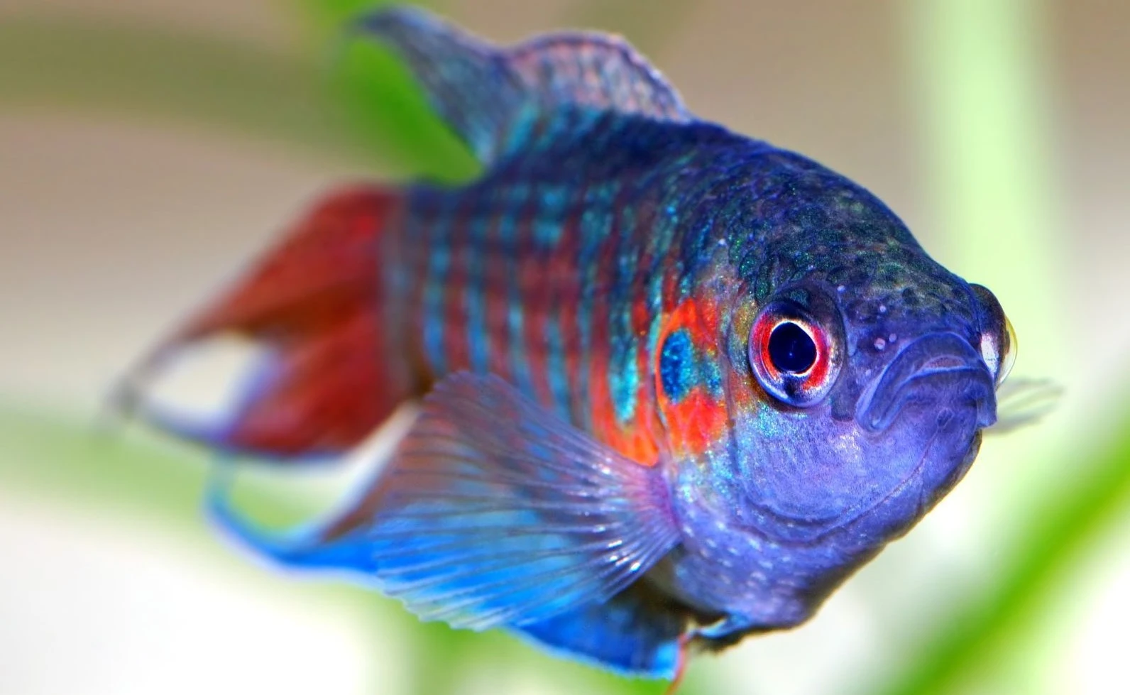 Rájovec dlouhoploutvý