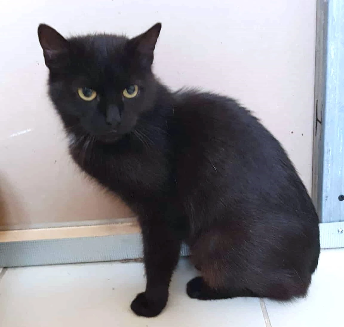 Kočička Elektra hledá nový domov