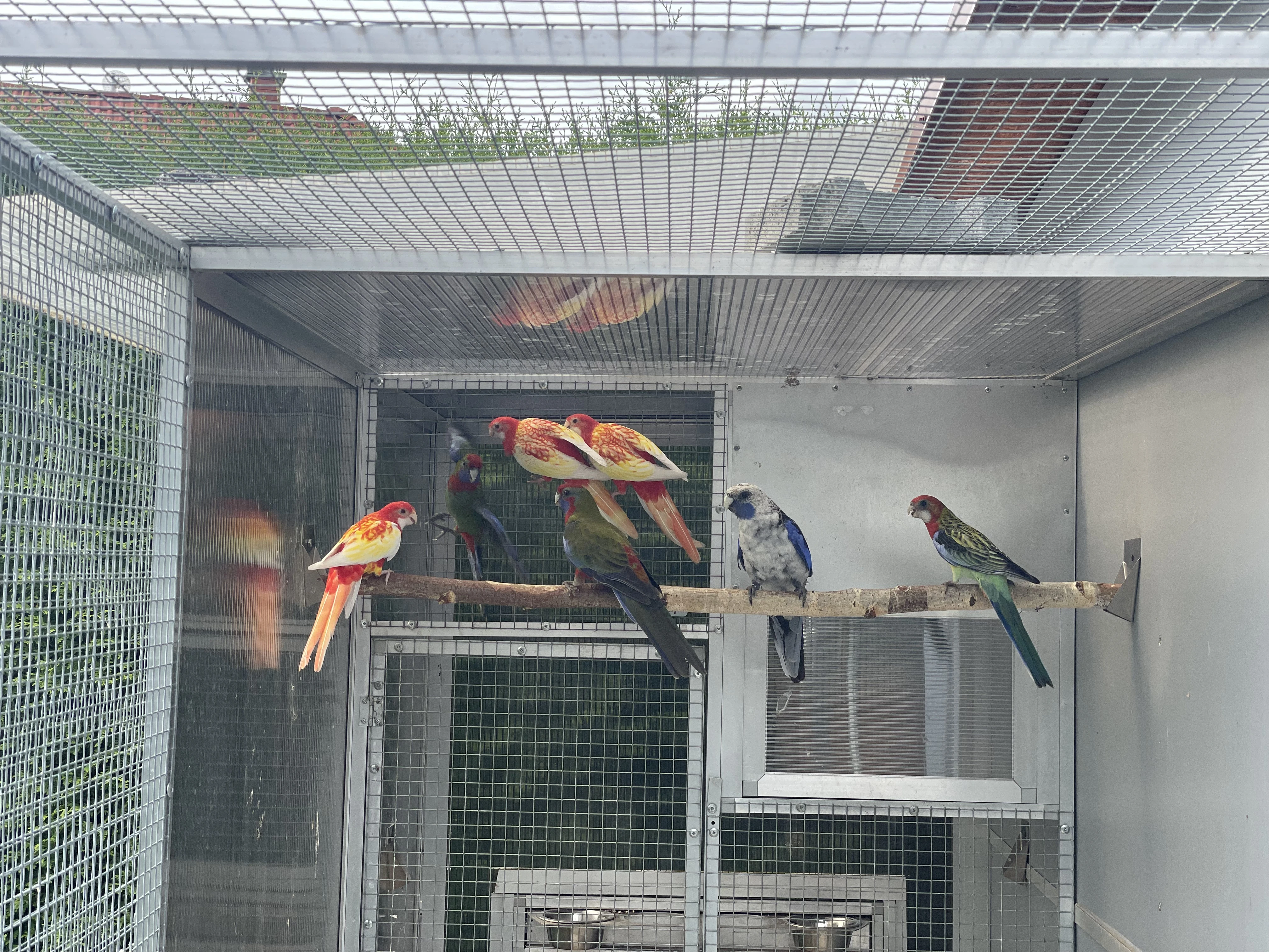 Prodám Rosely pestré a Rosely penant