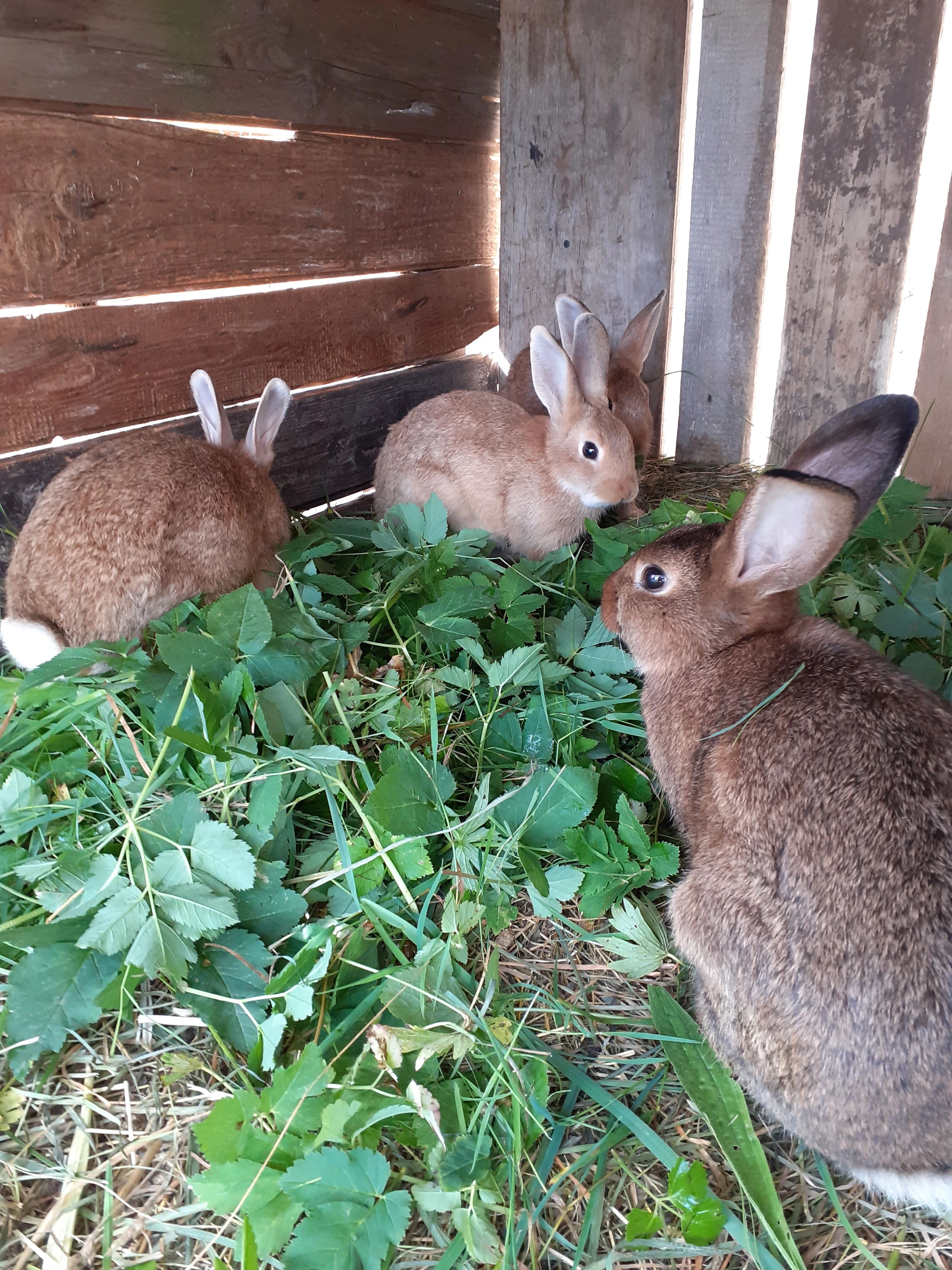 Prodám mladé králíky střední velikost,kříženci.