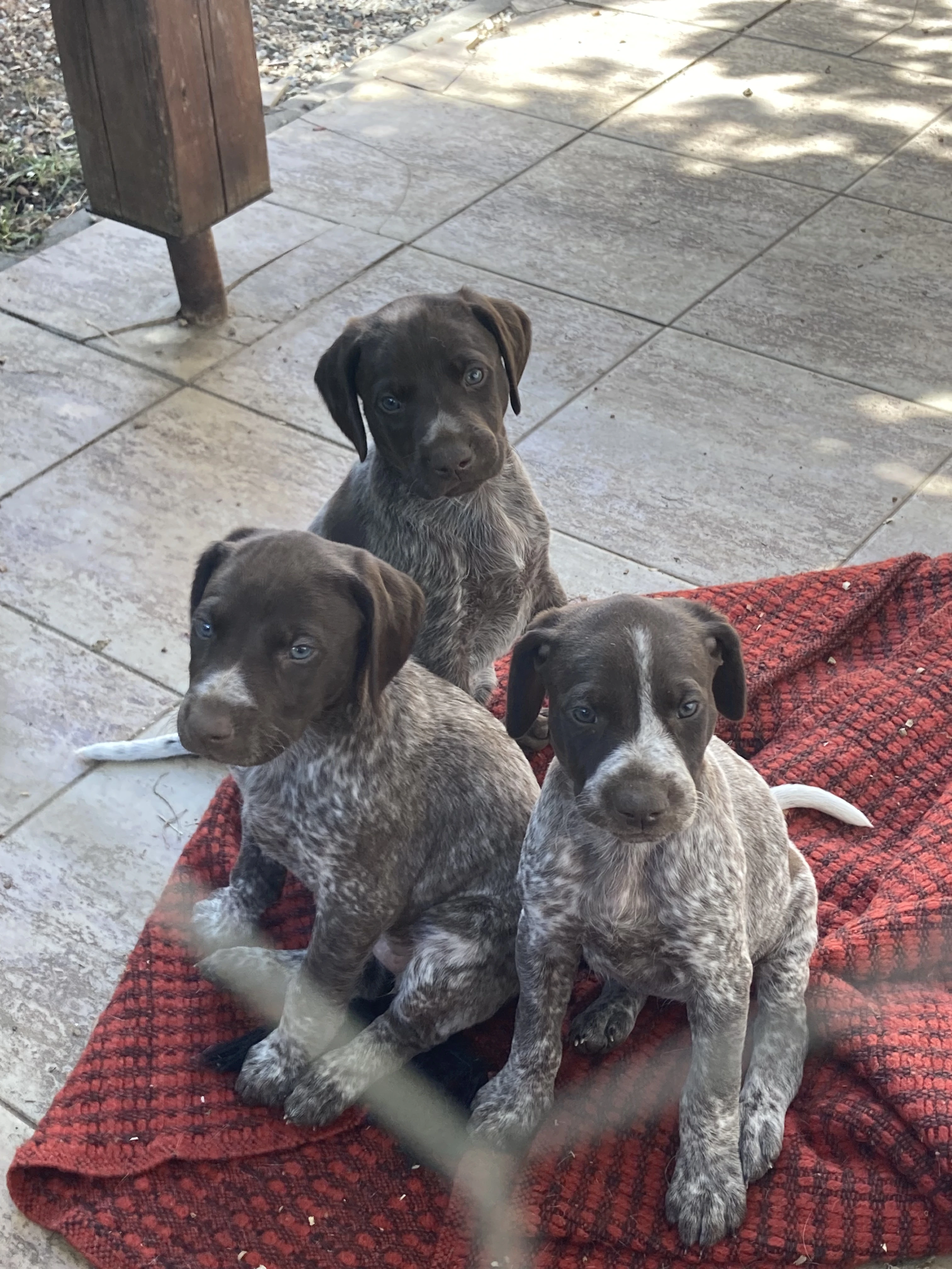 Štěňata německý krátkosrstý ohař NKO s PP