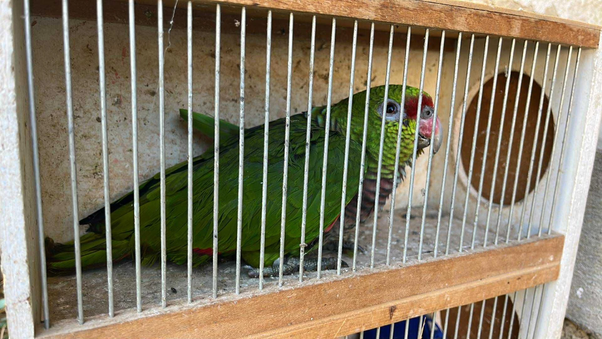 Amazoňan vínorudý