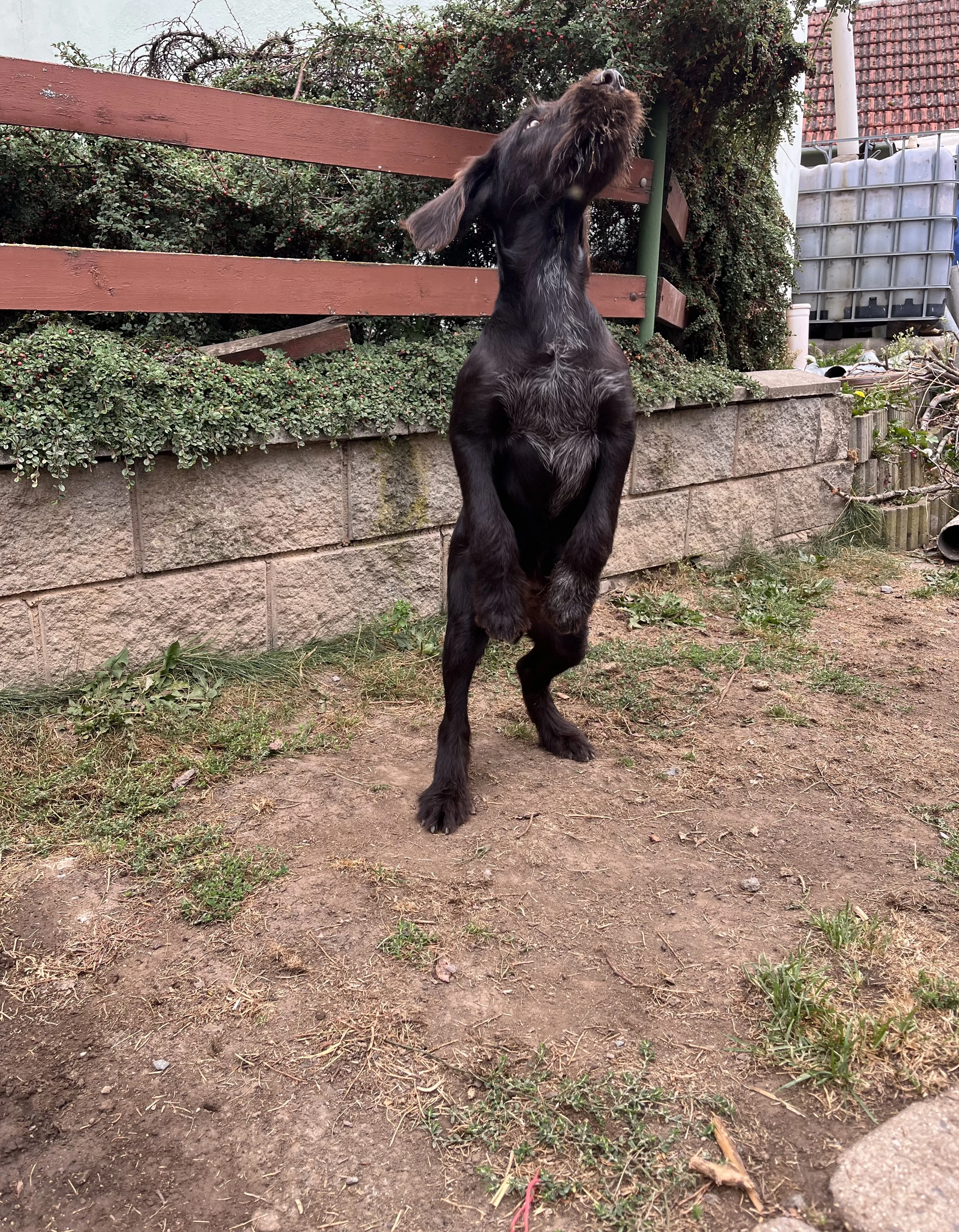 Český fousek - prodám štěně