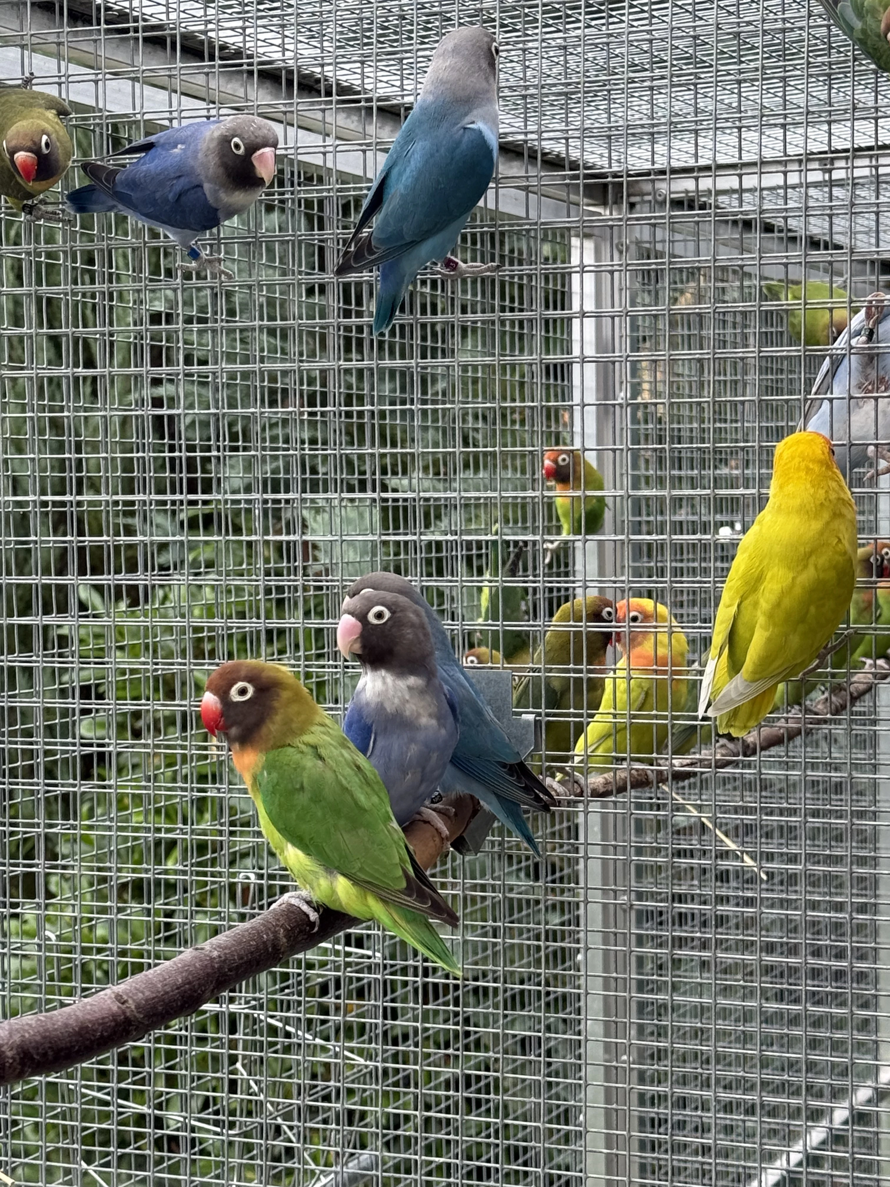 Agapornis hnědohlavý