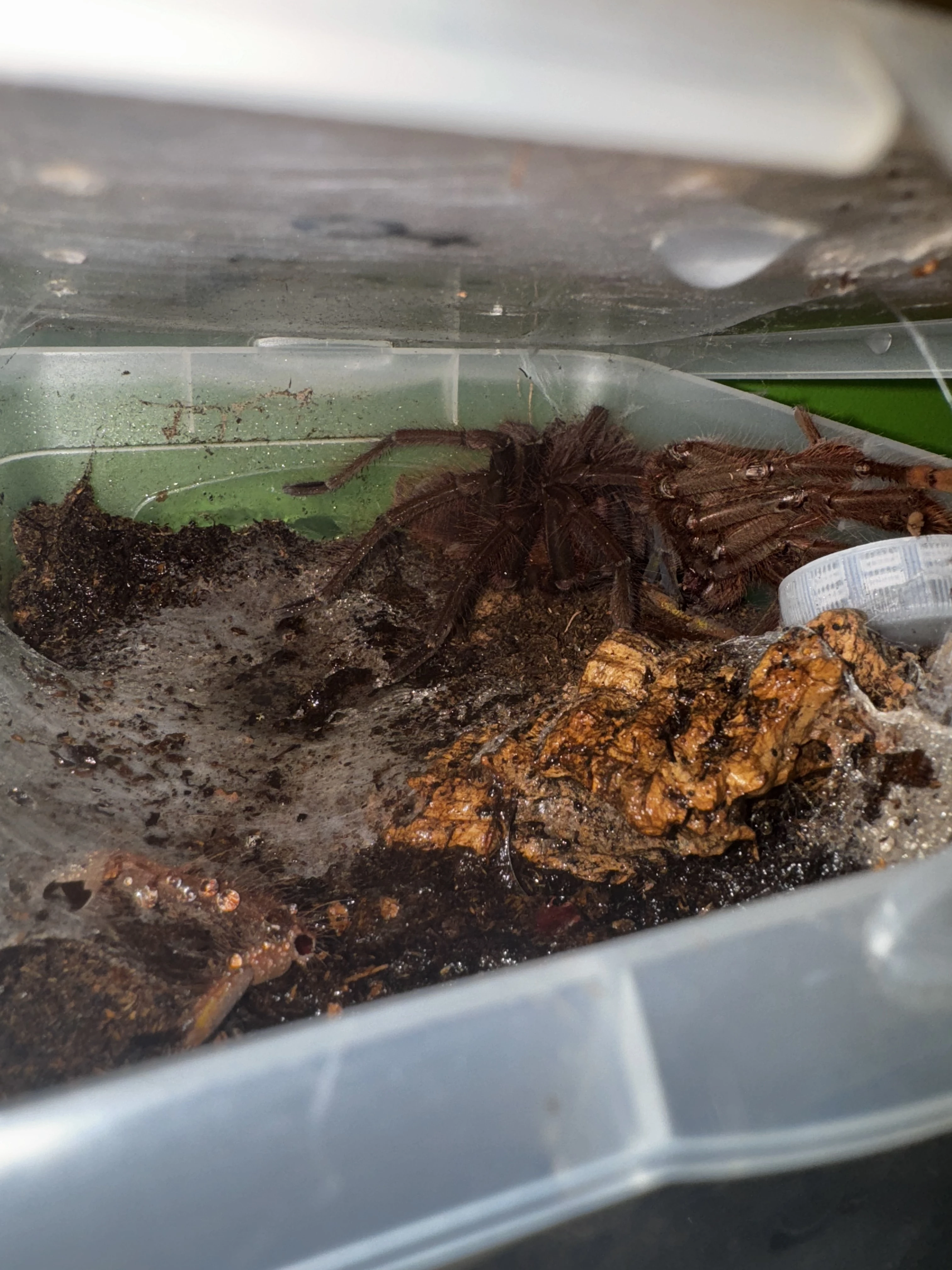 Prodej tří druhů Teraphos