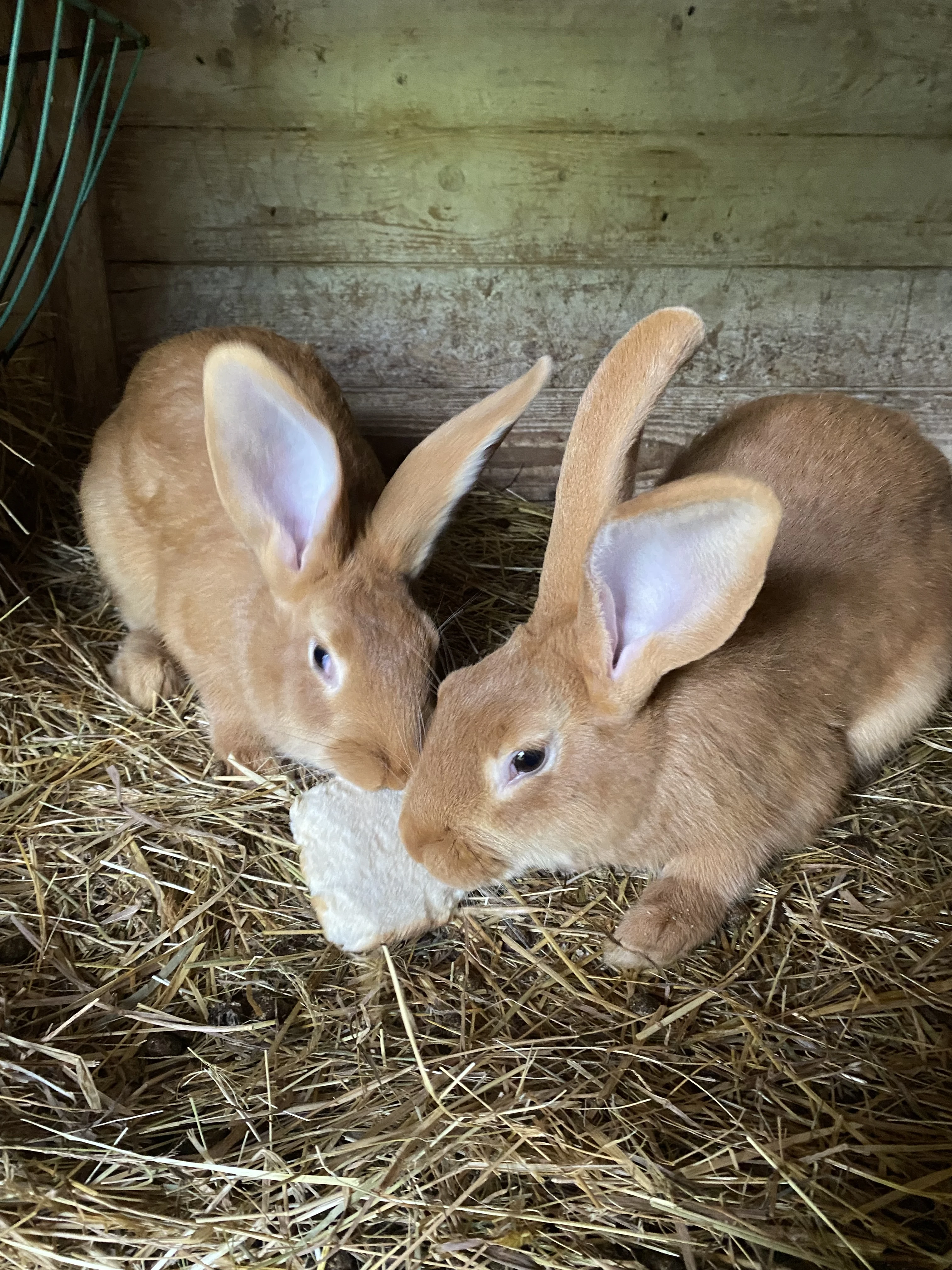 Burgundský králík