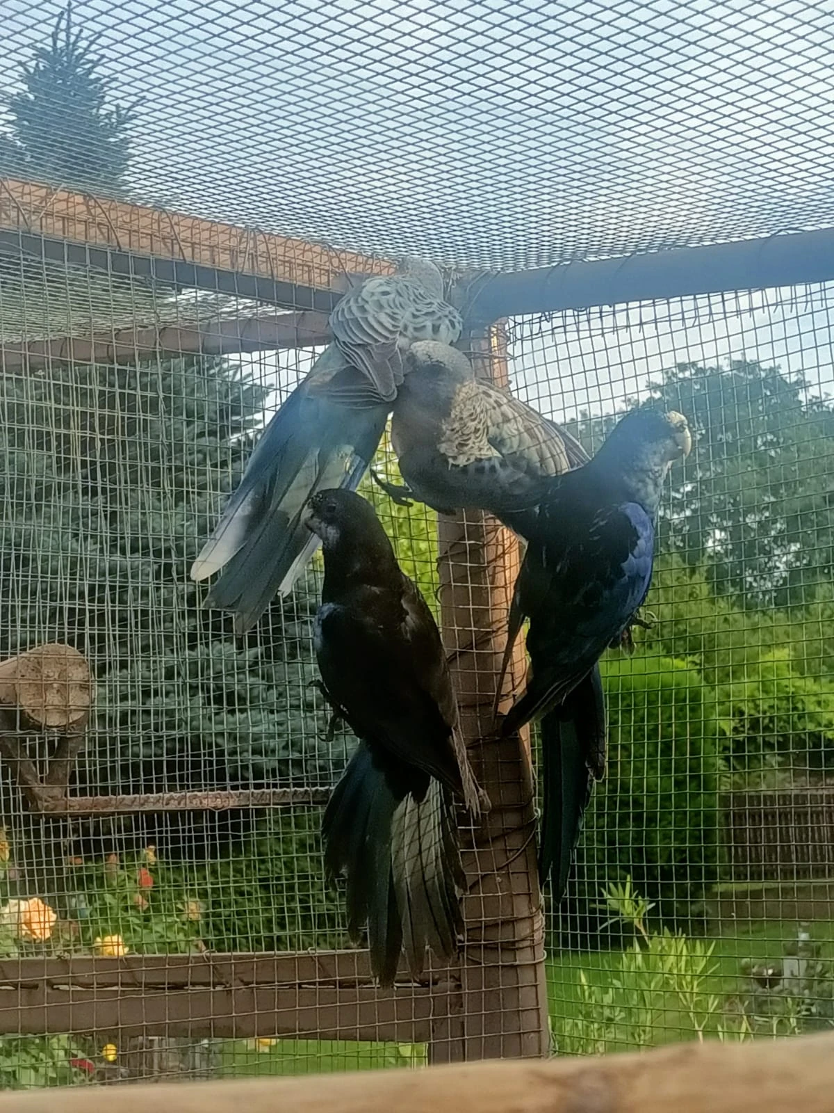 Prodám Roselu pestrou