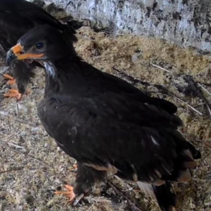 Orel stepní ( Aquila nipalensis )