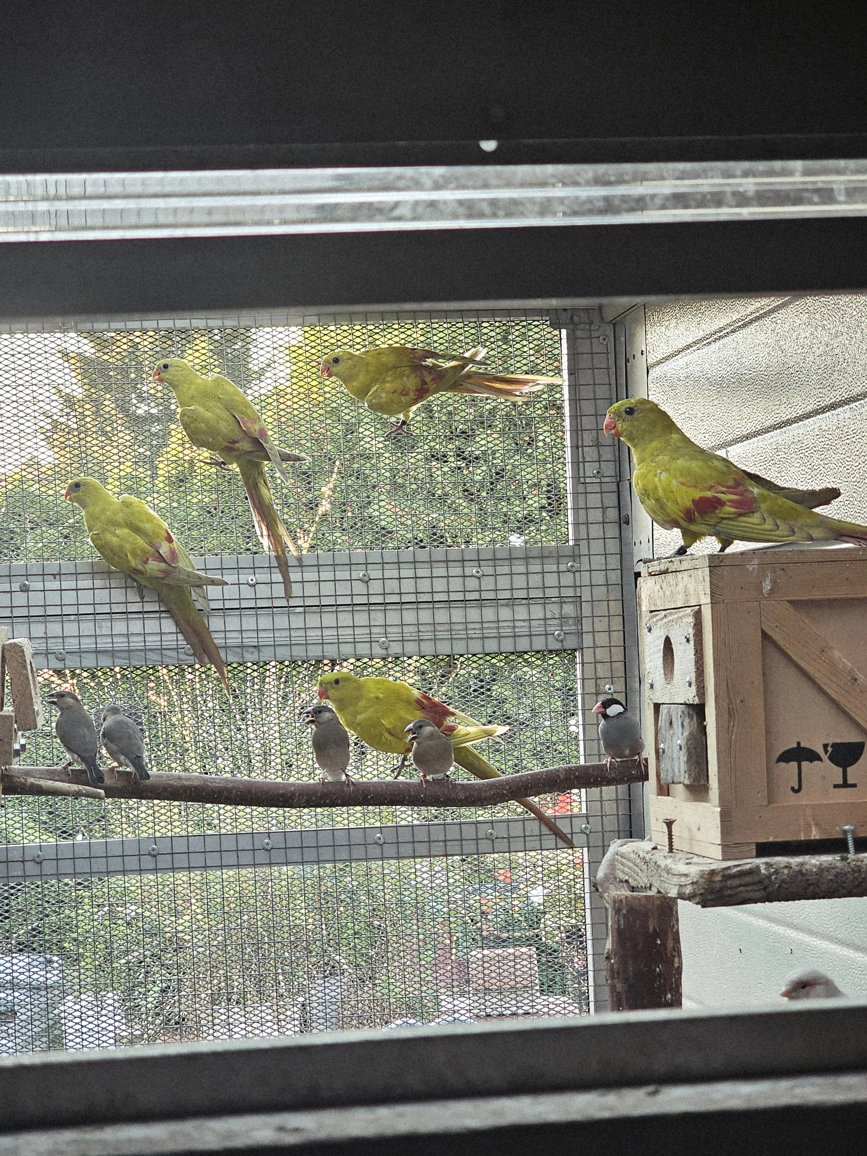 Prodám 2.0 papouška horského – žlutý pastel