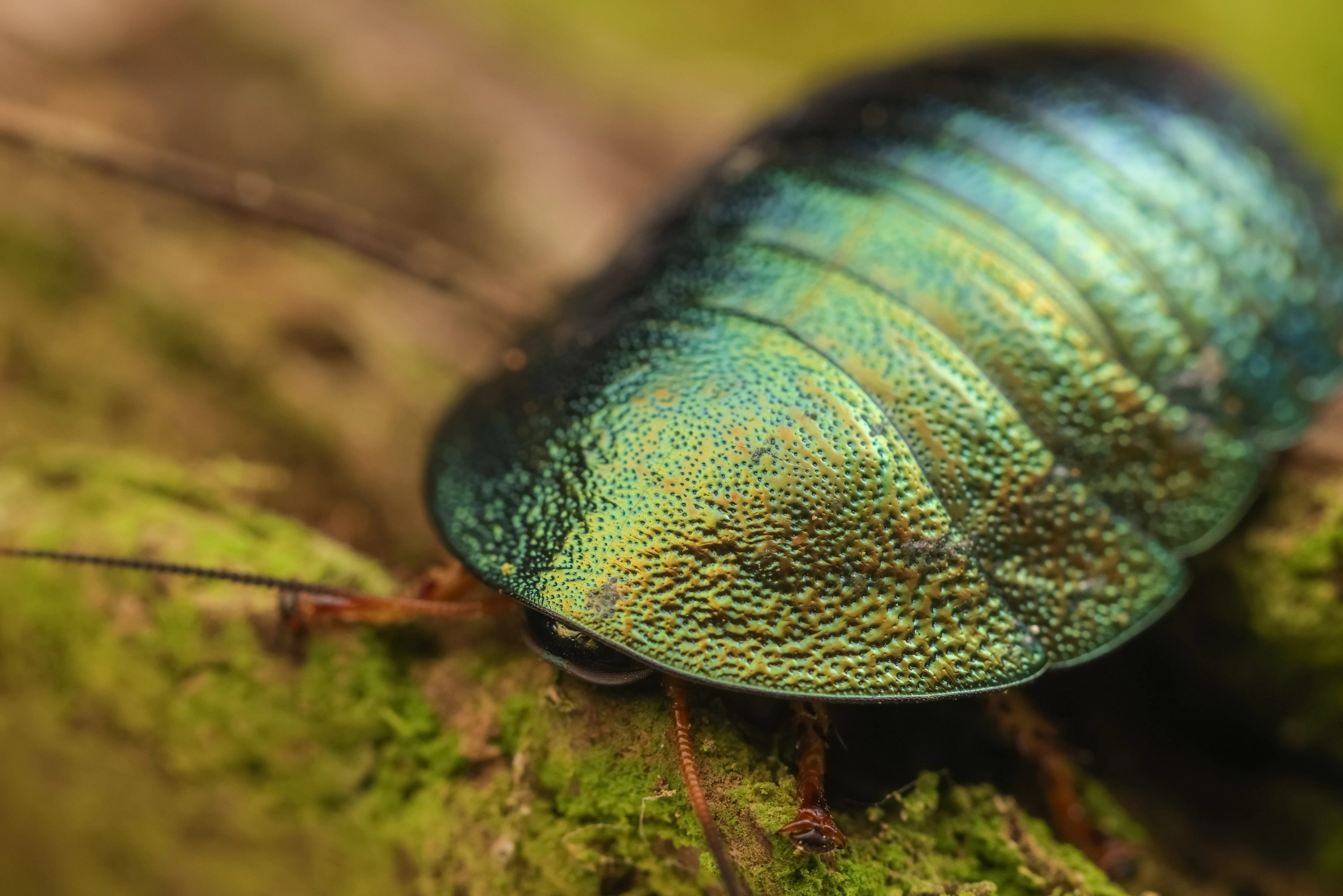 Metalický šváb Corydidarum magnifica - Akce