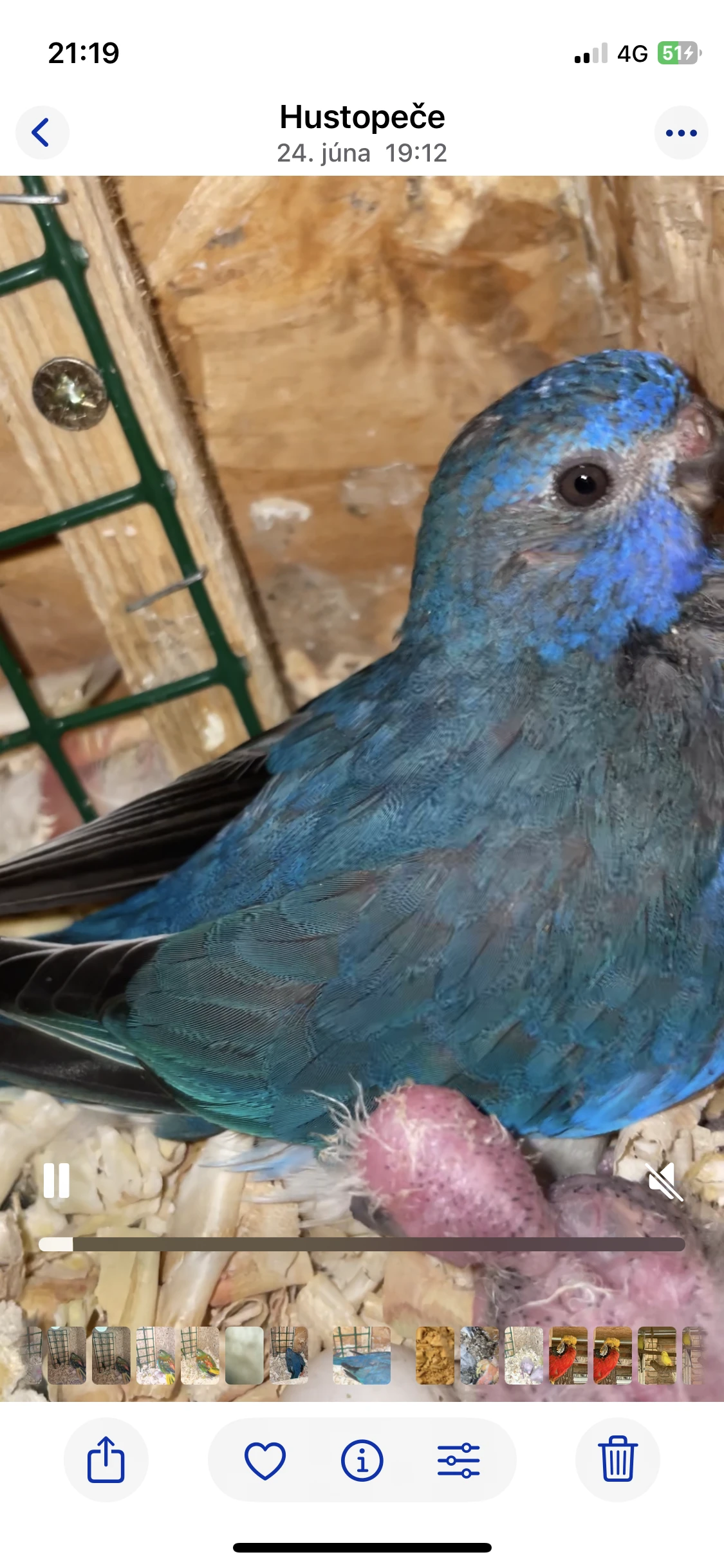 Chovný pár neoféma modrohlavá