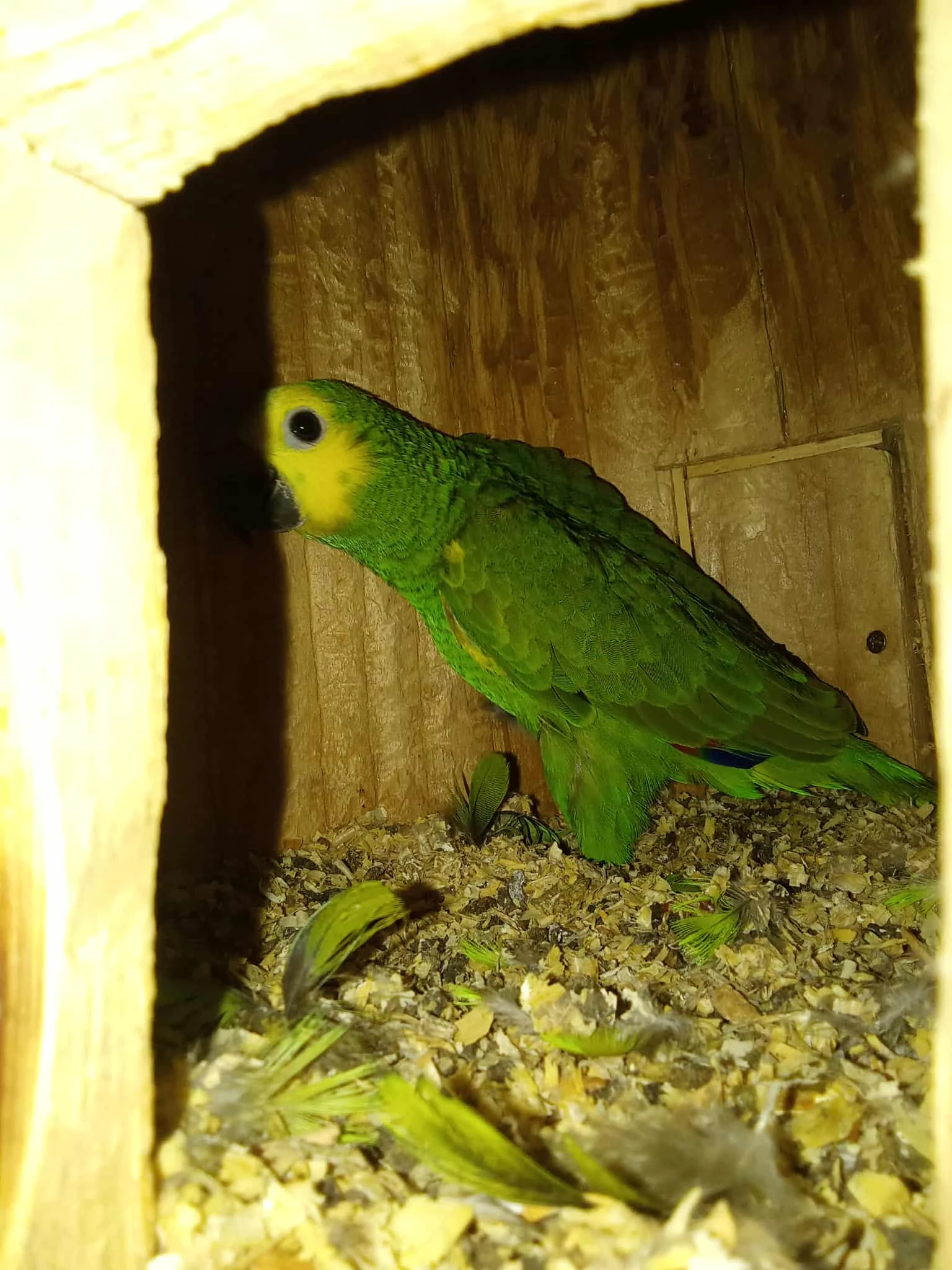 Amazoňan modročerný letošní samička