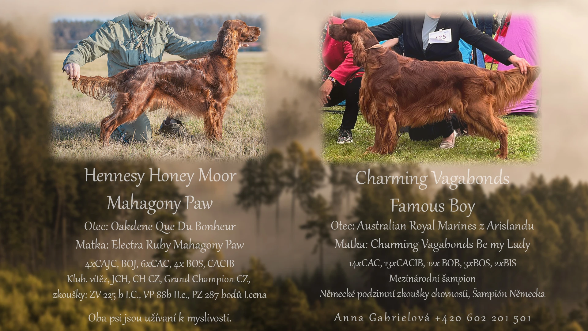 Štěňátka irského setra s PP, pejsci